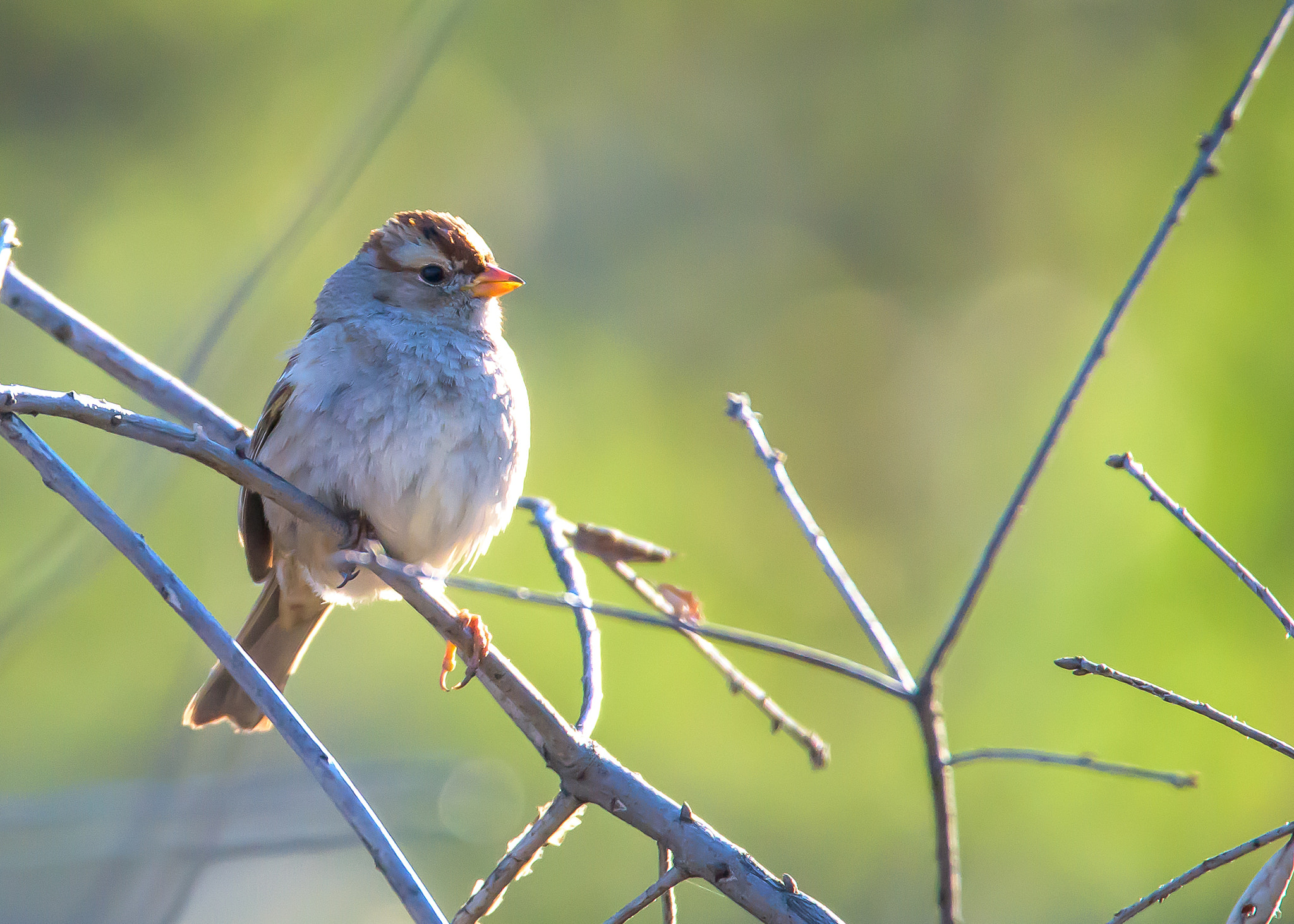 Nikon D810 sample photo. Sparrow photography
