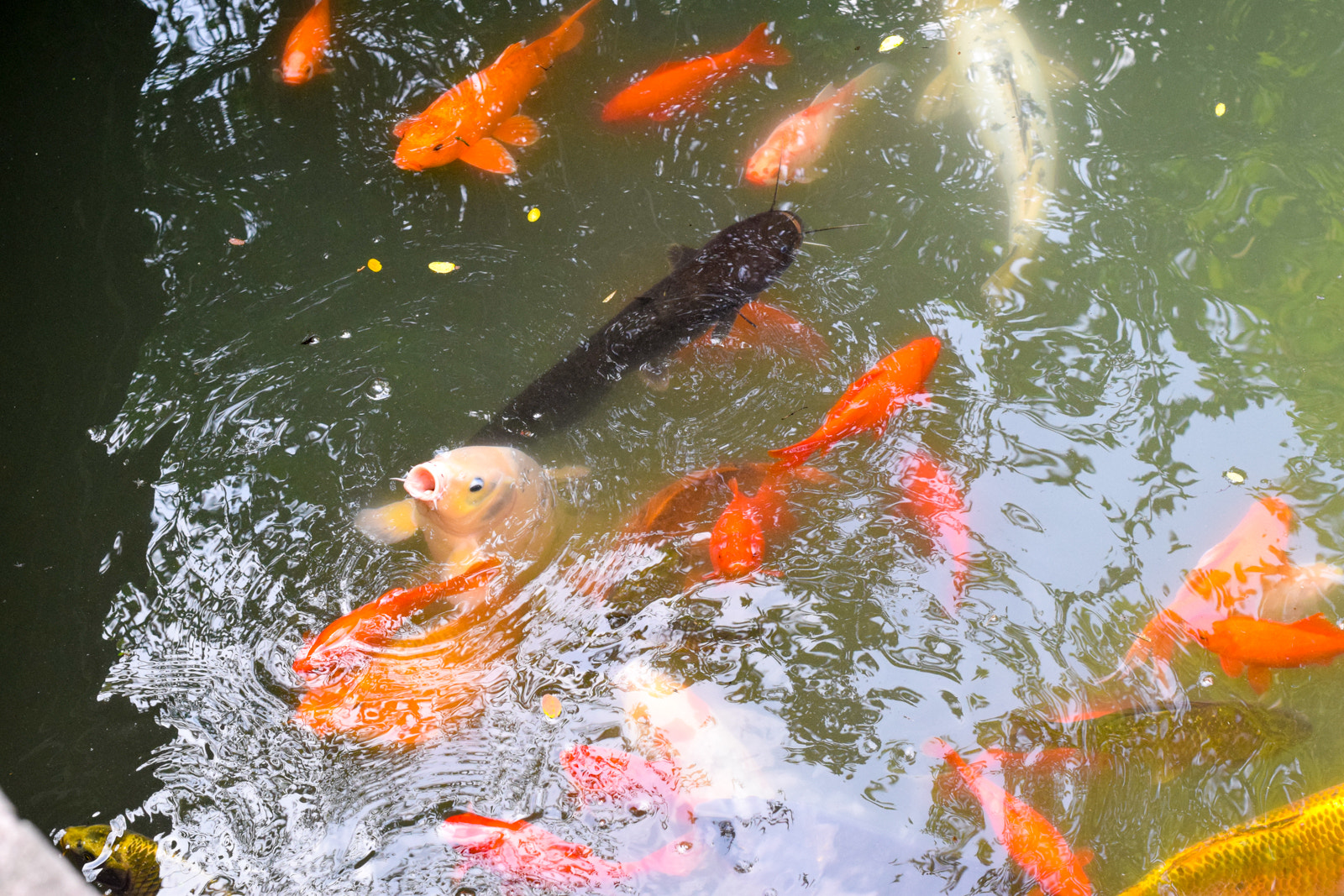 Nikon D3300 + Nikon AF-S Nikkor 50mm F1.4G sample photo. Pink fish cry for help photography