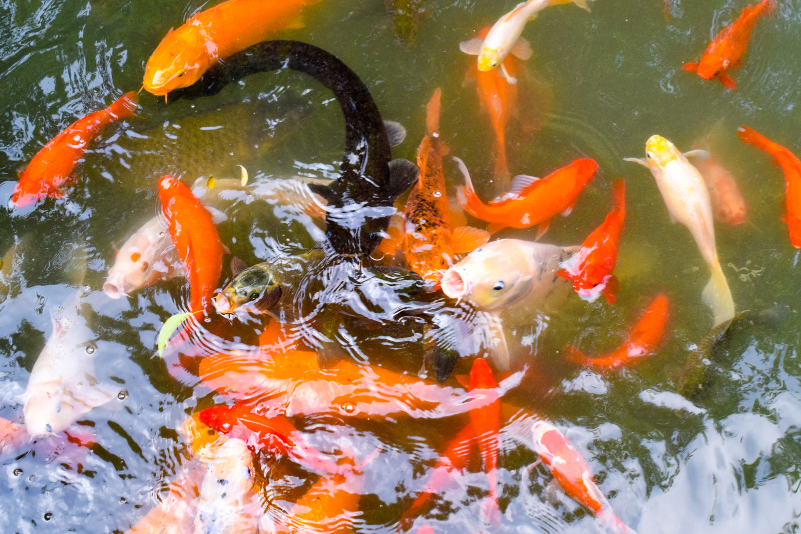 Nikon D3300 + Nikon AF-S Nikkor 50mm F1.4G sample photo. The goldfish swarm photography