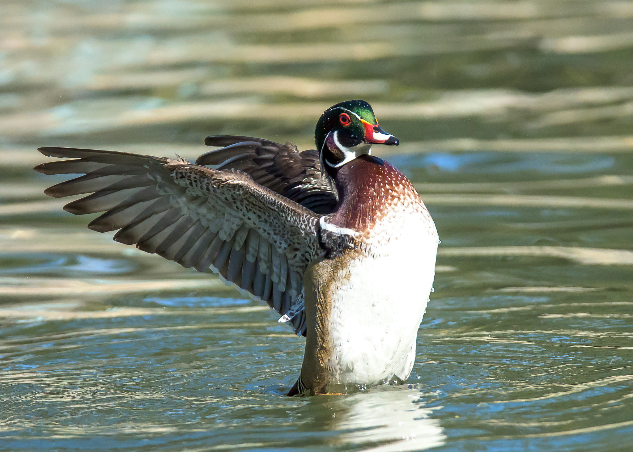 Nikon D810 sample photo. Wood duck photography