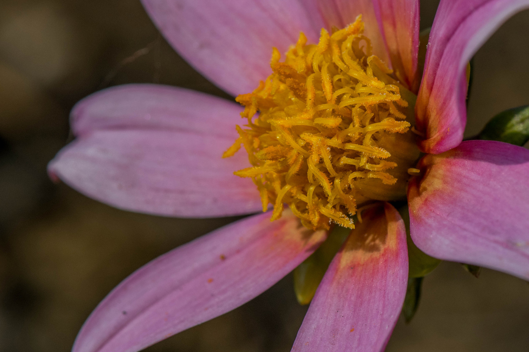 Nikon AF-S Micro-Nikkor 105mm F2.8G IF-ED VR sample photo