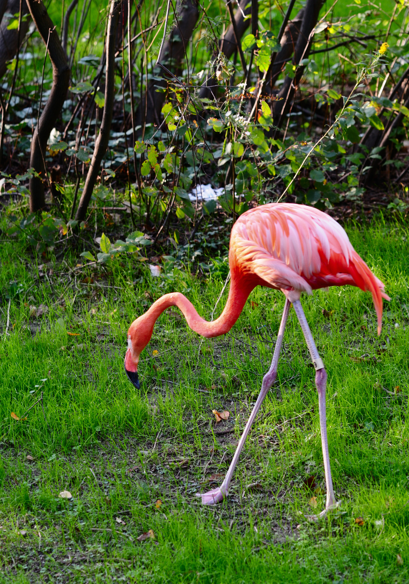 Nikon AF-S Nikkor 70-200mm F4G ED VR sample photo. Flamingo photography