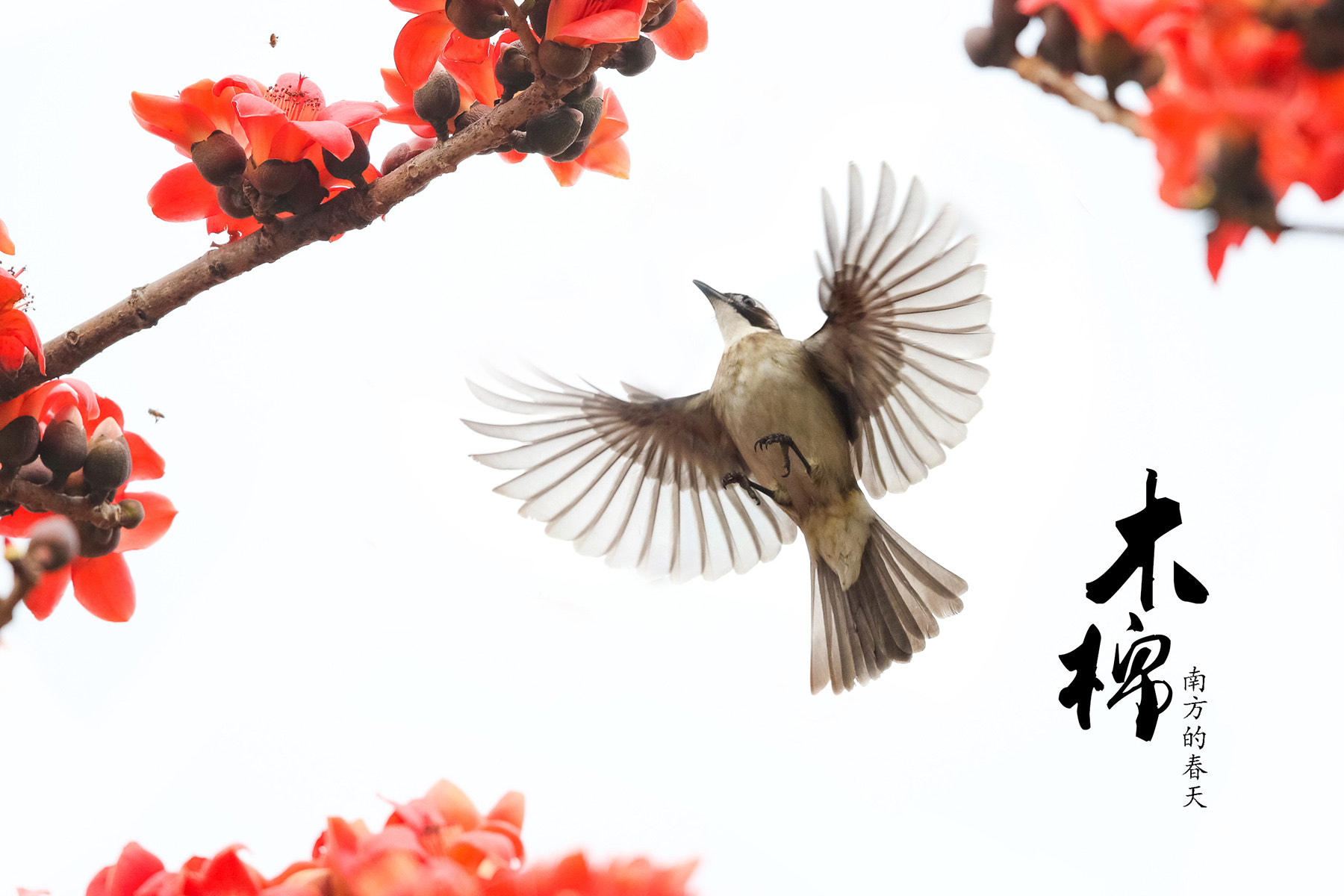Canon EF 600mm F4L IS II USM sample photo. Kapok photography