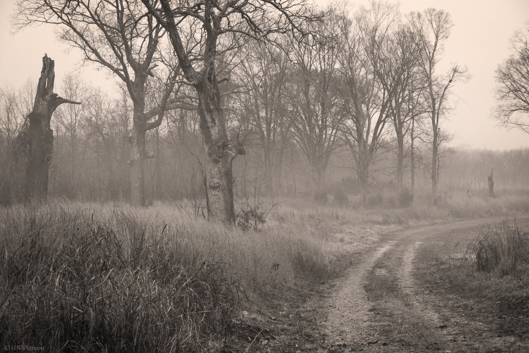 Nikon D7200 sample photo. Eerie field photography