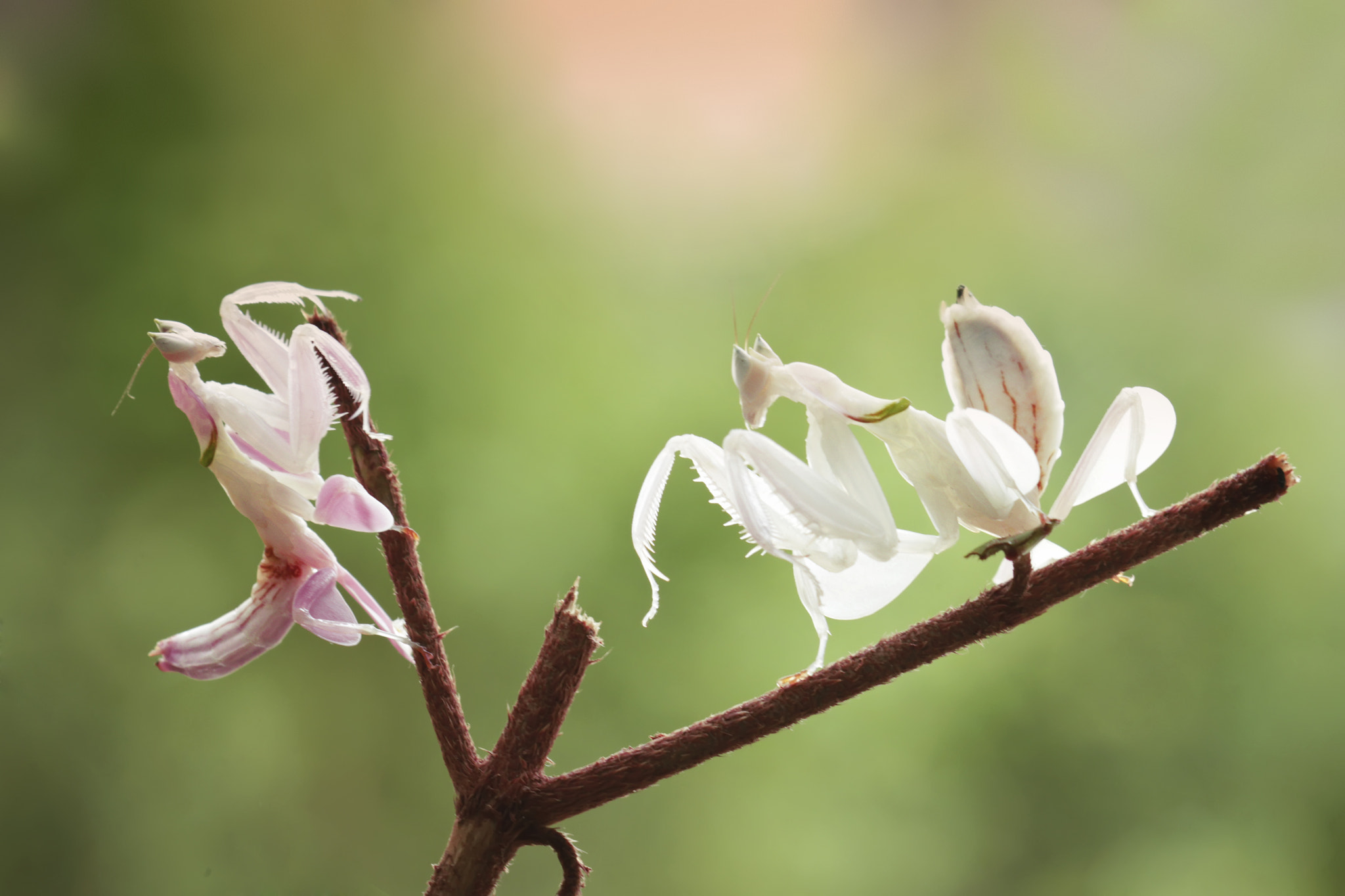 Canon EOS 7D + Canon EF 100mm F2.8 Macro USM sample photo. Orchid mantis white and pinkky photography