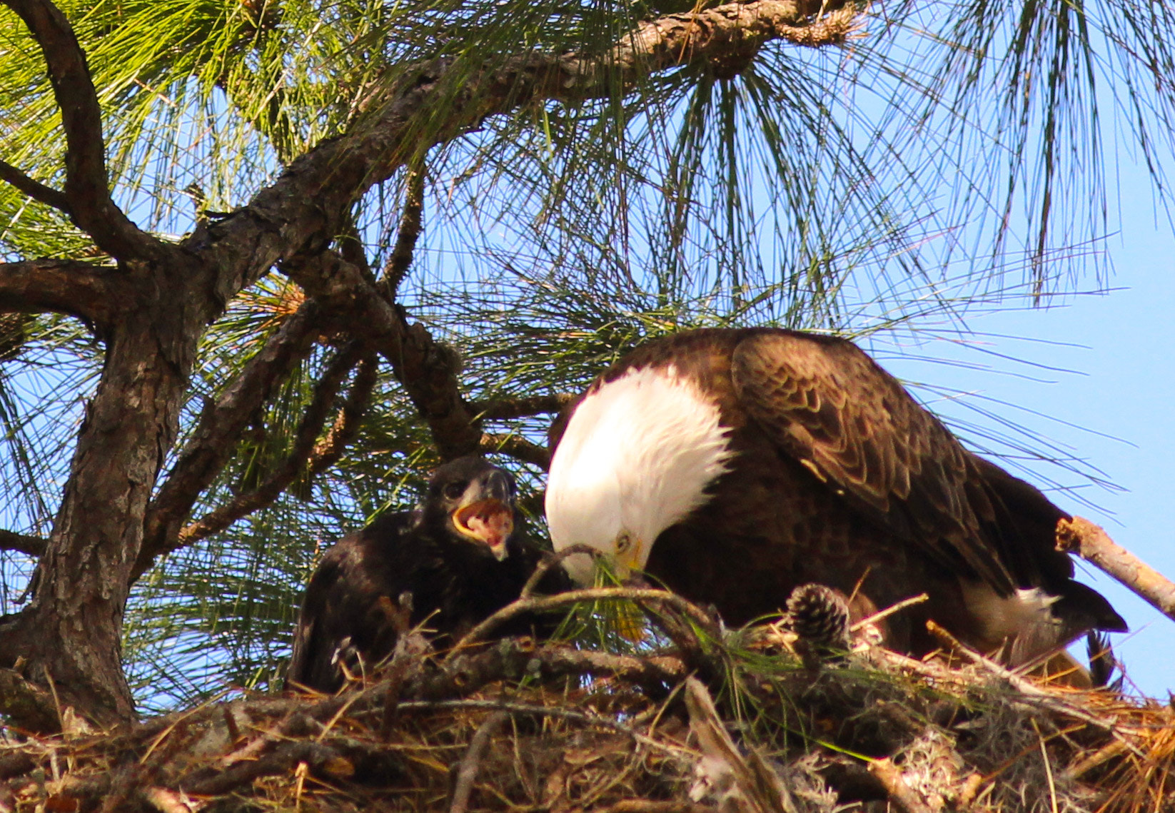 Canon EOS 600D (Rebel EOS T3i / EOS Kiss X5) sample photo. Eaglet begging fish photography