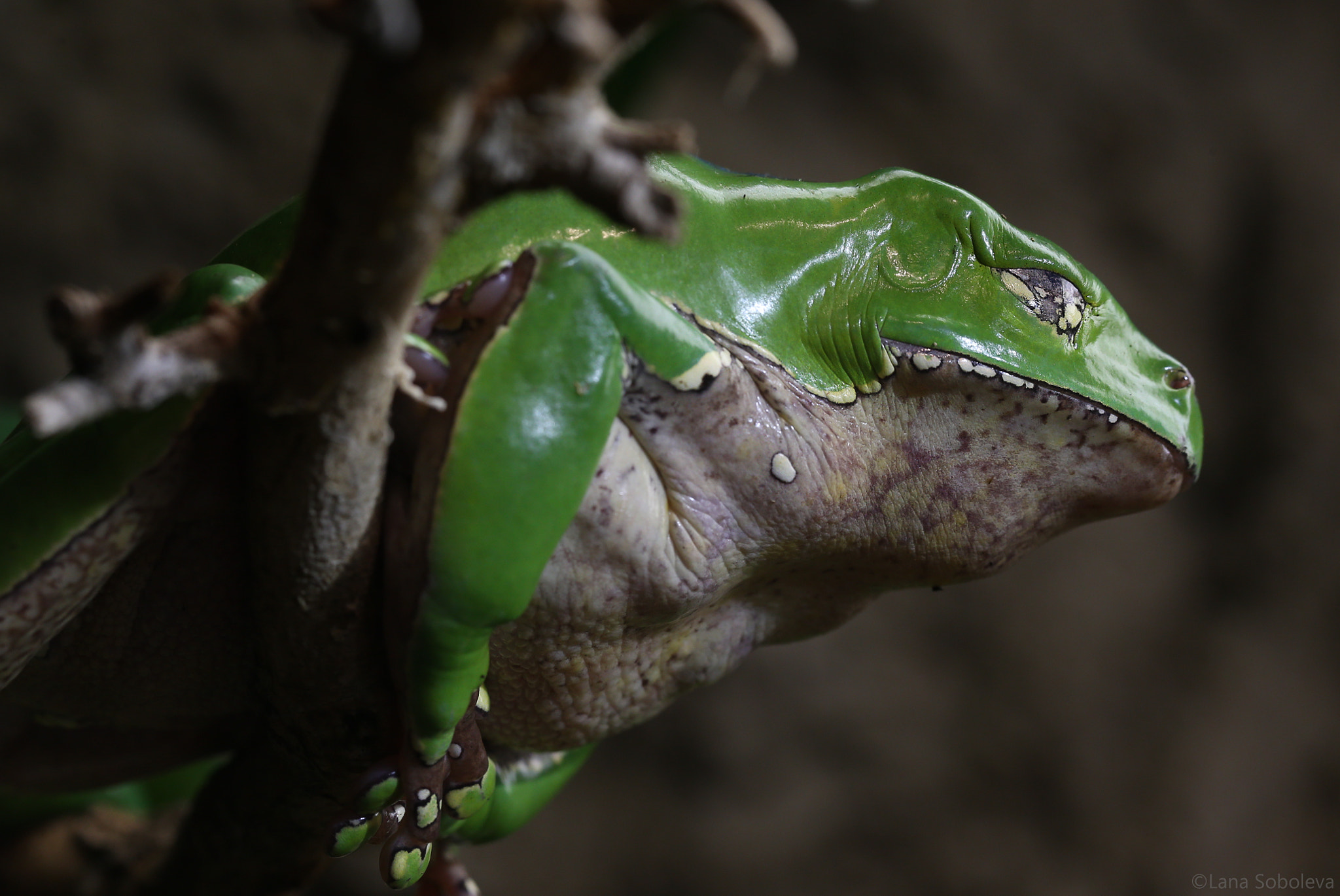 Canon EF 100mm F2.8L Macro IS USM sample photo. Monkey frog photography