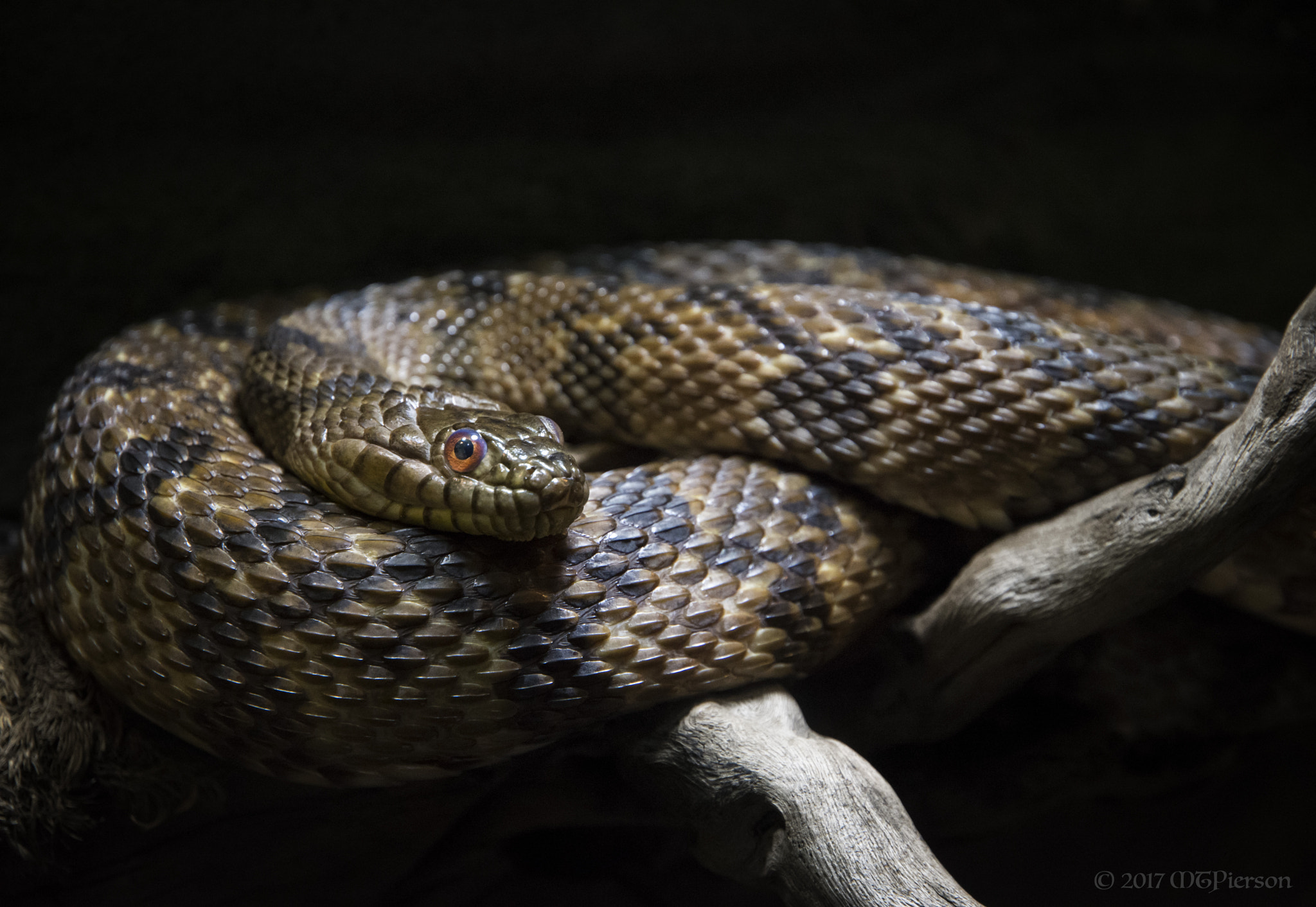 Nikon D7200 sample photo. Diamondback water snake photography