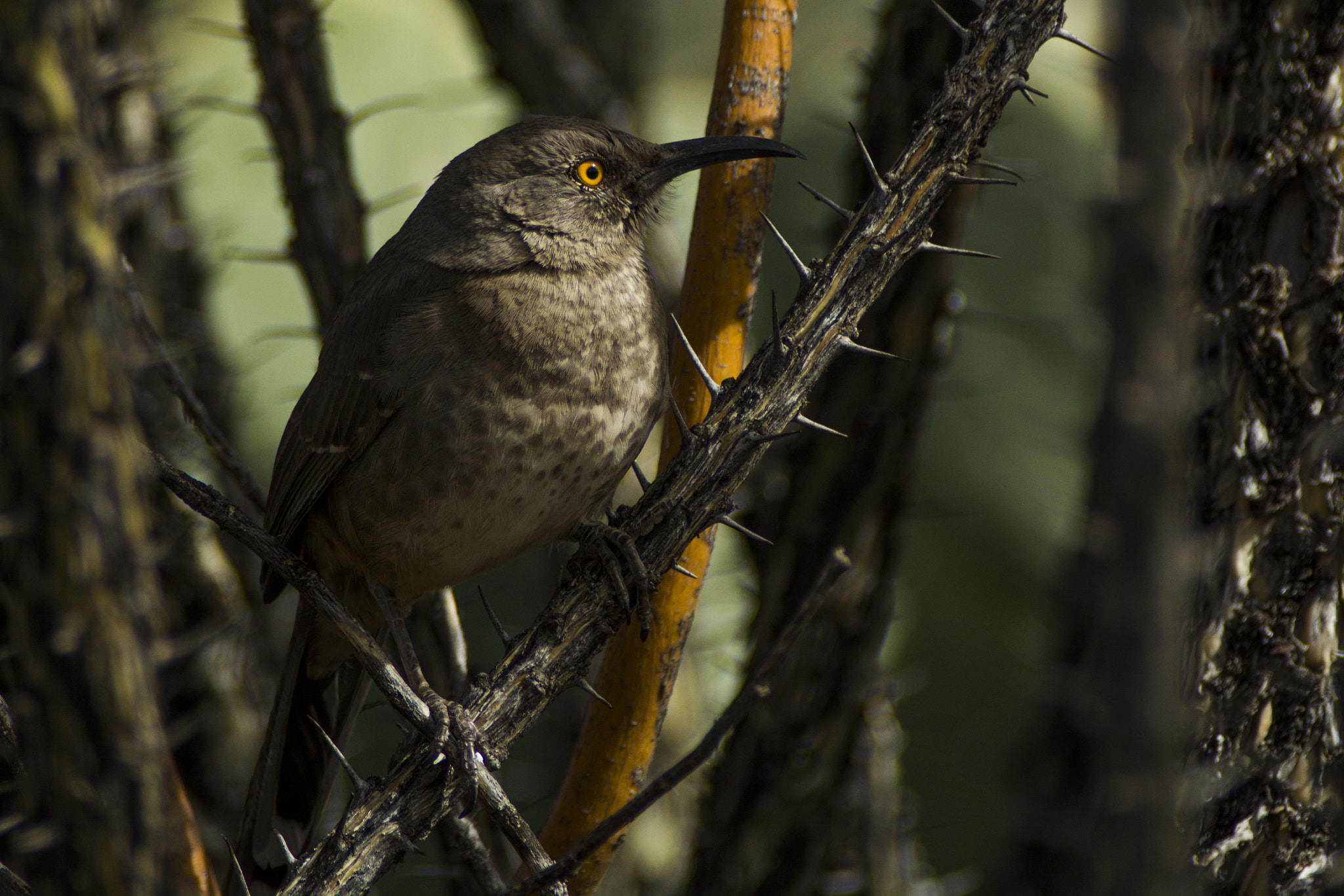 Sigma APO 400mm F5.6 sample photo. Curve-billed thrasher photography