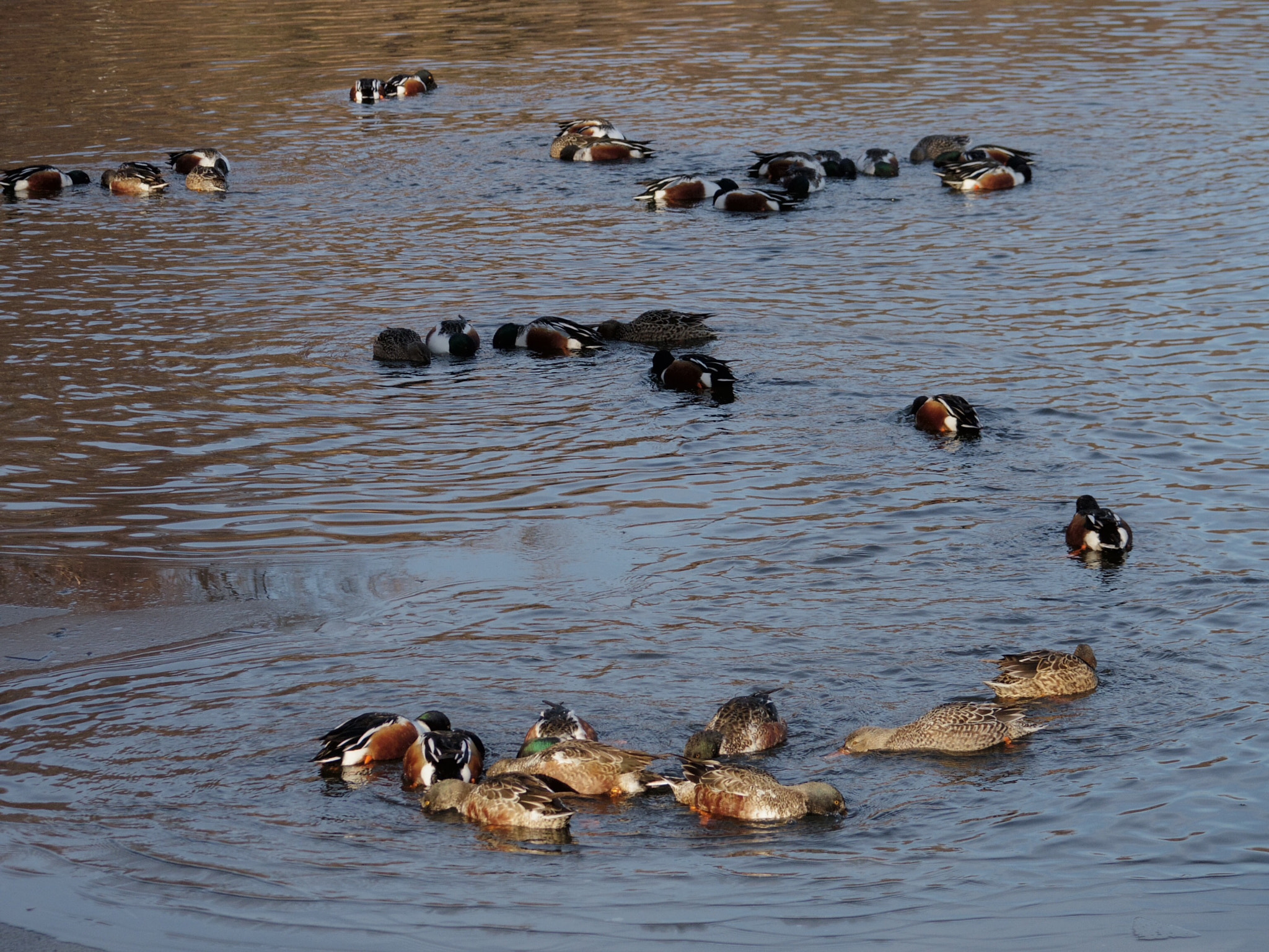 Pentax Q-S1 sample photo. Duck circles photography