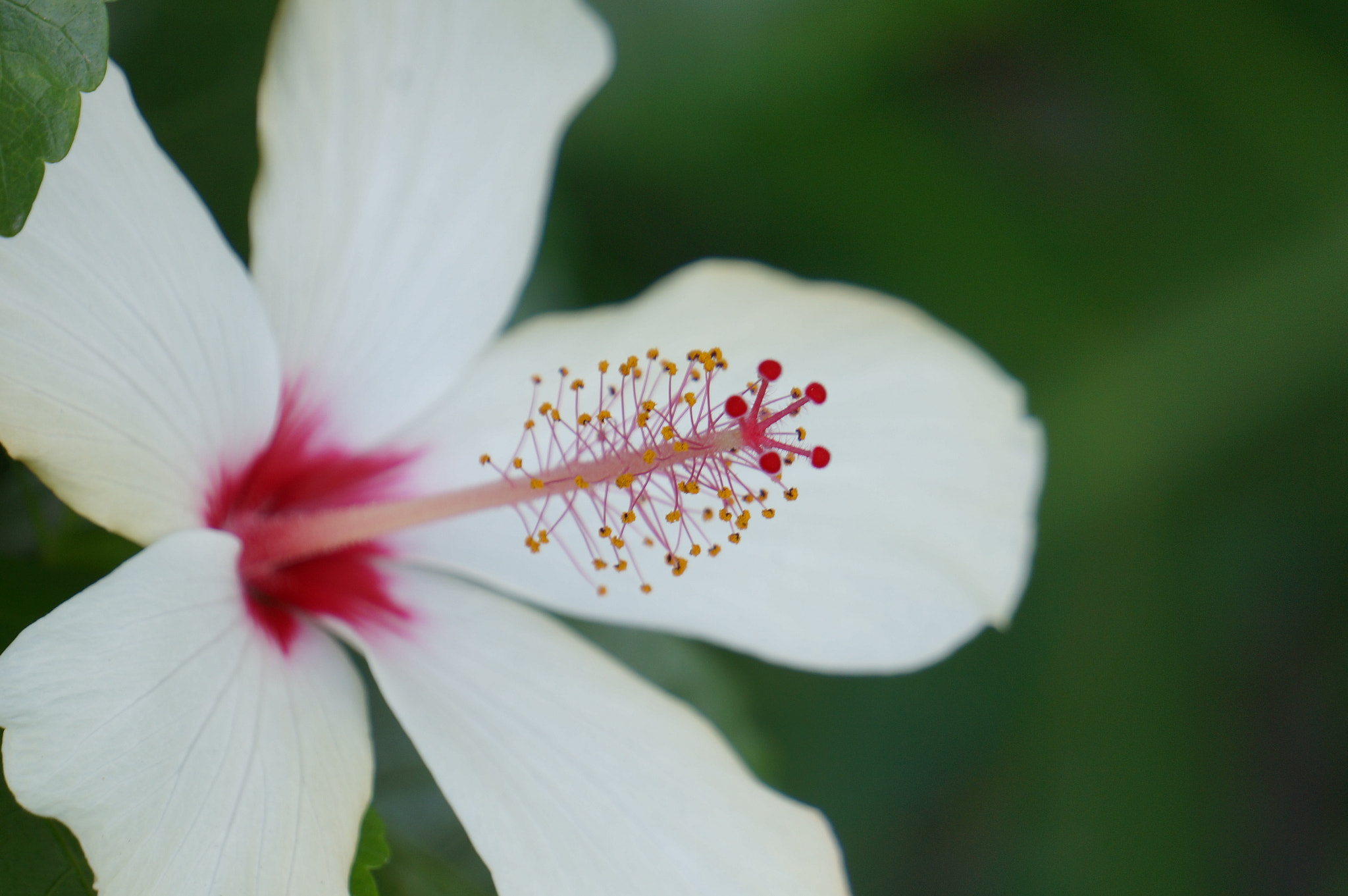 Sony Alpha NEX-5T + Sony E 55-210mm F4.5-6.3 OSS sample photo. Hibiscus photography