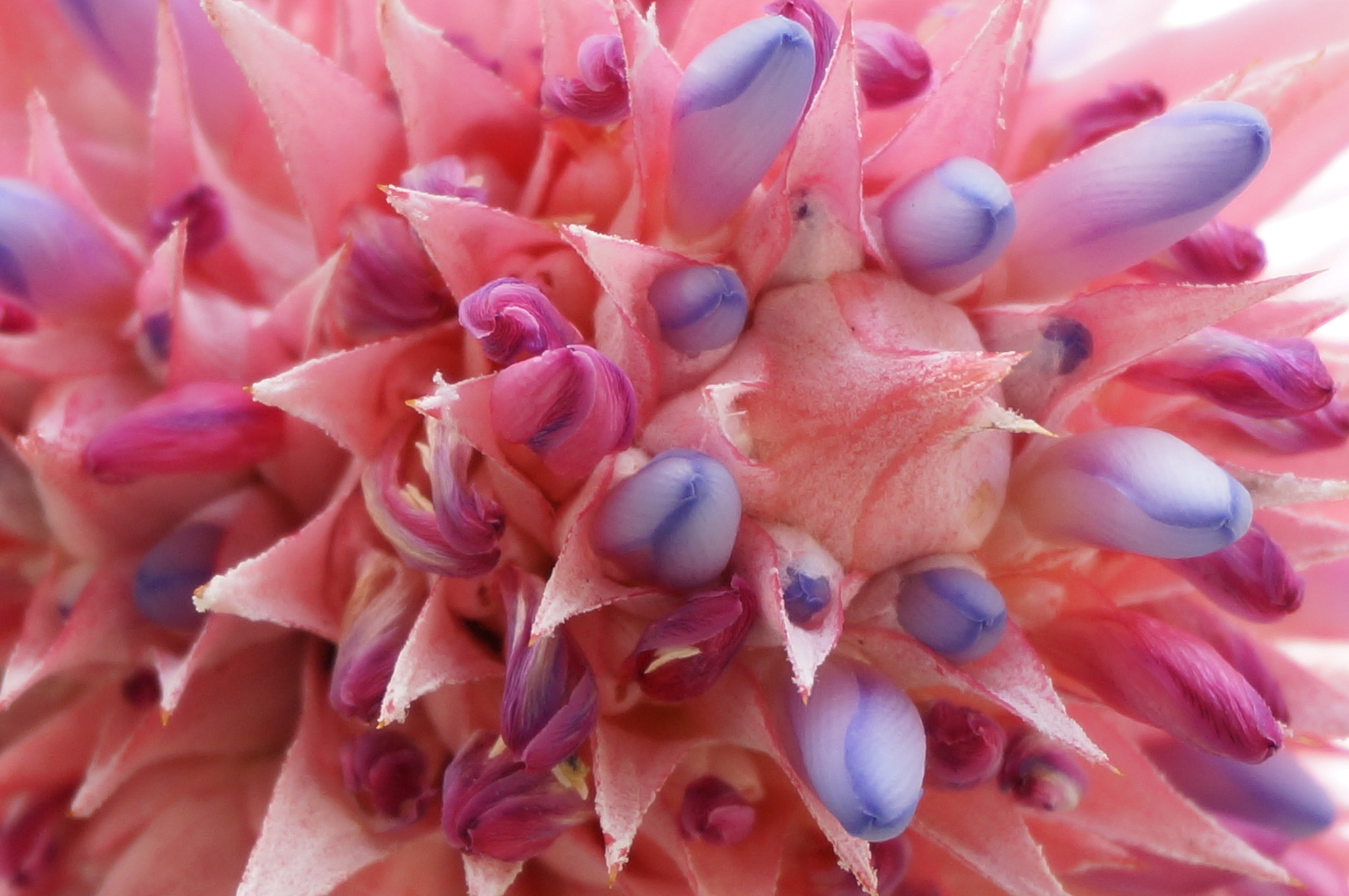 Sony Alpha NEX-5T + Sony E 18-50mm F4-5.6 sample photo. Pink flower photography