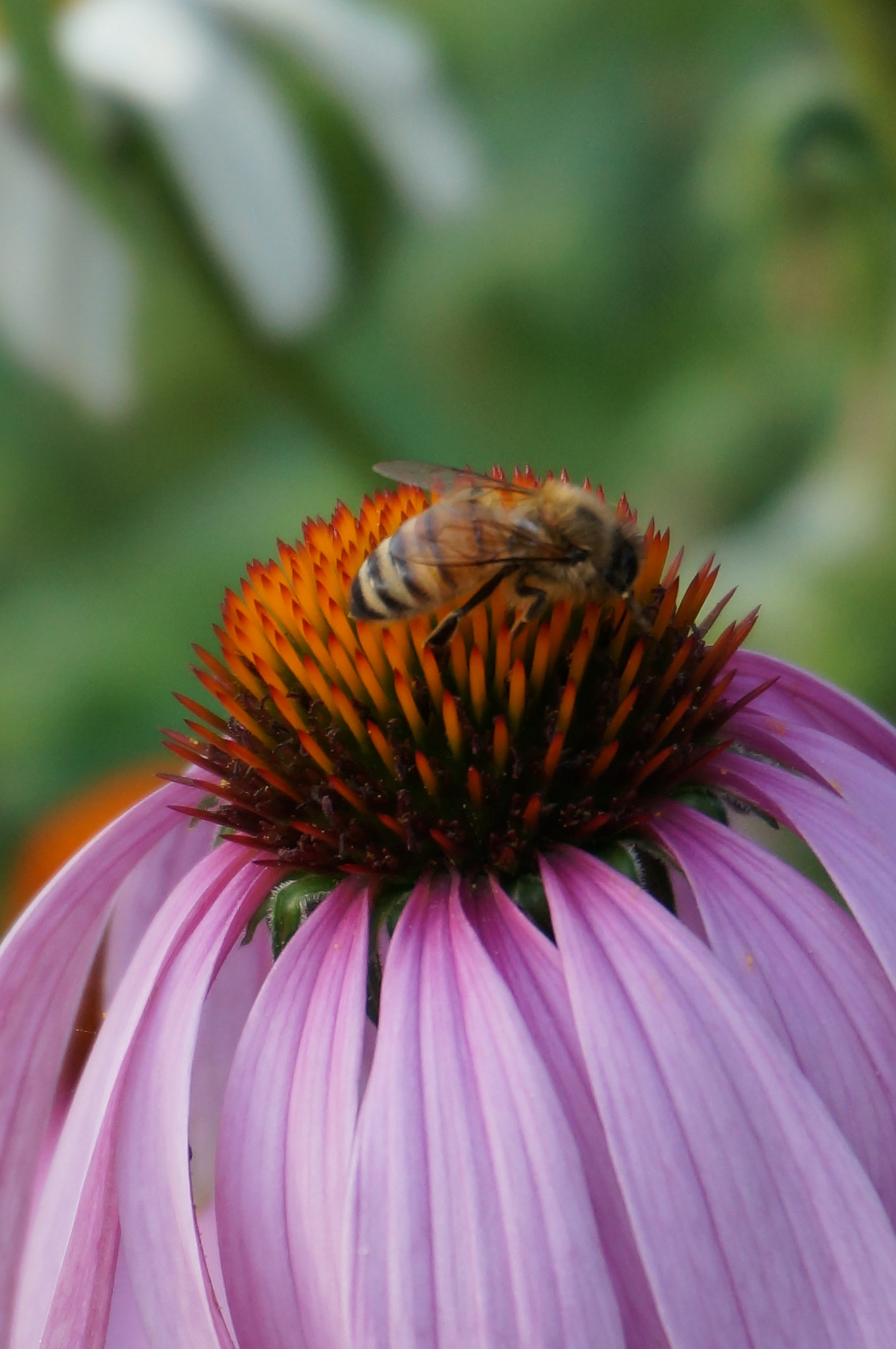 Sony Alpha NEX-5T + Sony E 18-50mm F4-5.6 sample photo. Purple flower bee photography