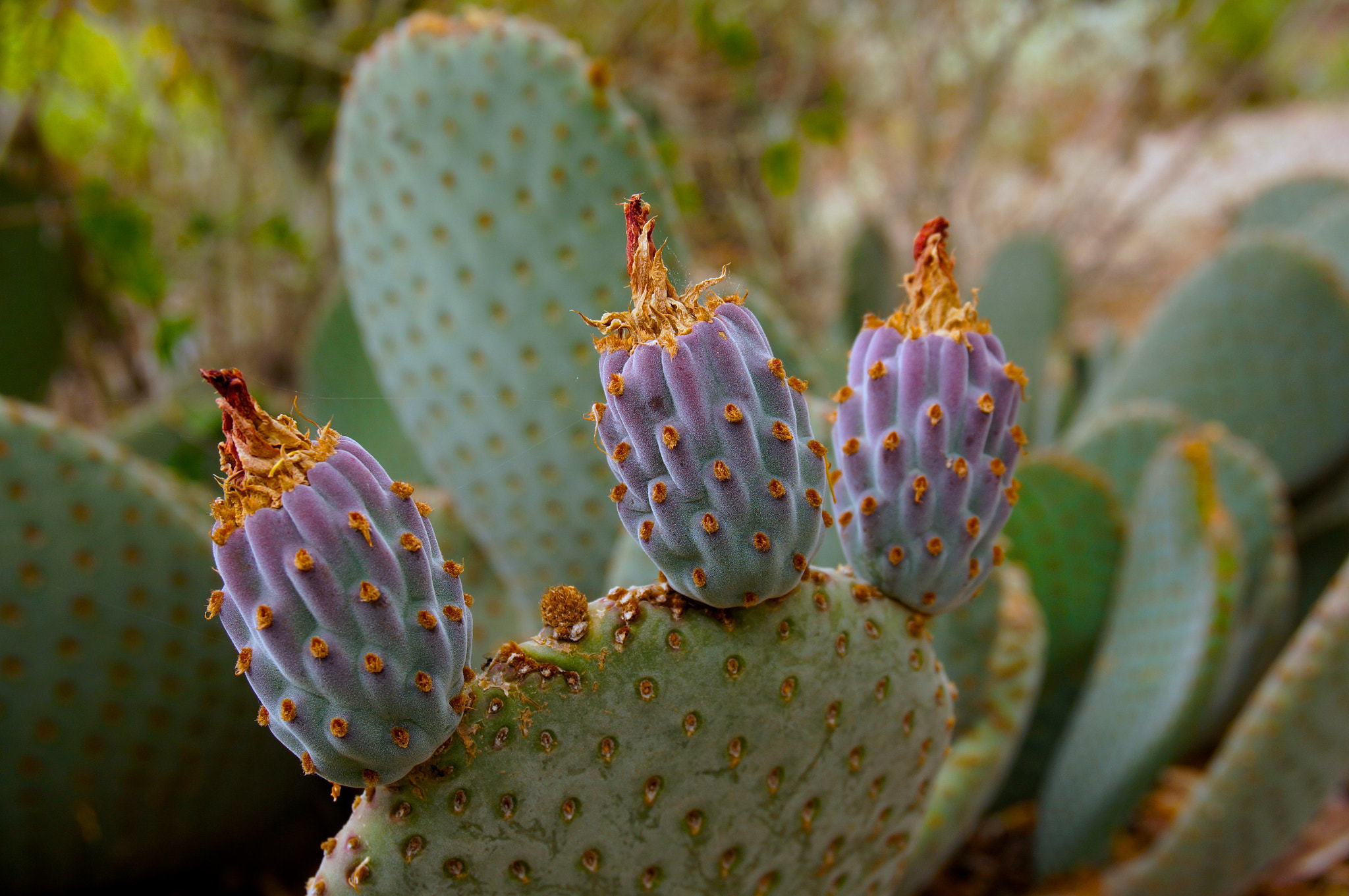 Sony Alpha NEX-5T + Sony E 18-50mm F4-5.6 sample photo. Cactus fruit photography