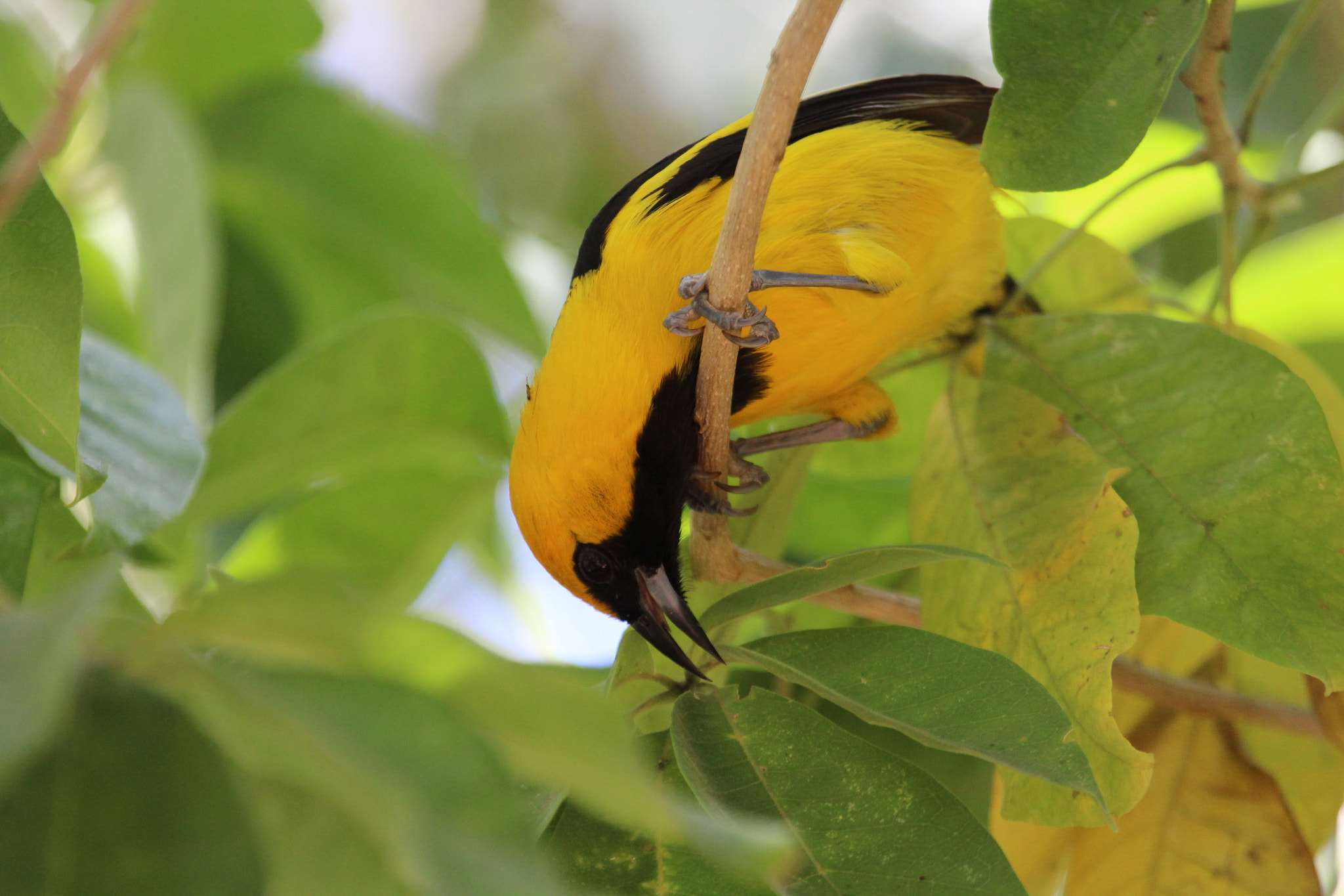 Canon EF 100-400mm F4.5-5.6L IS USM sample photo. Bolsero yucateco photography