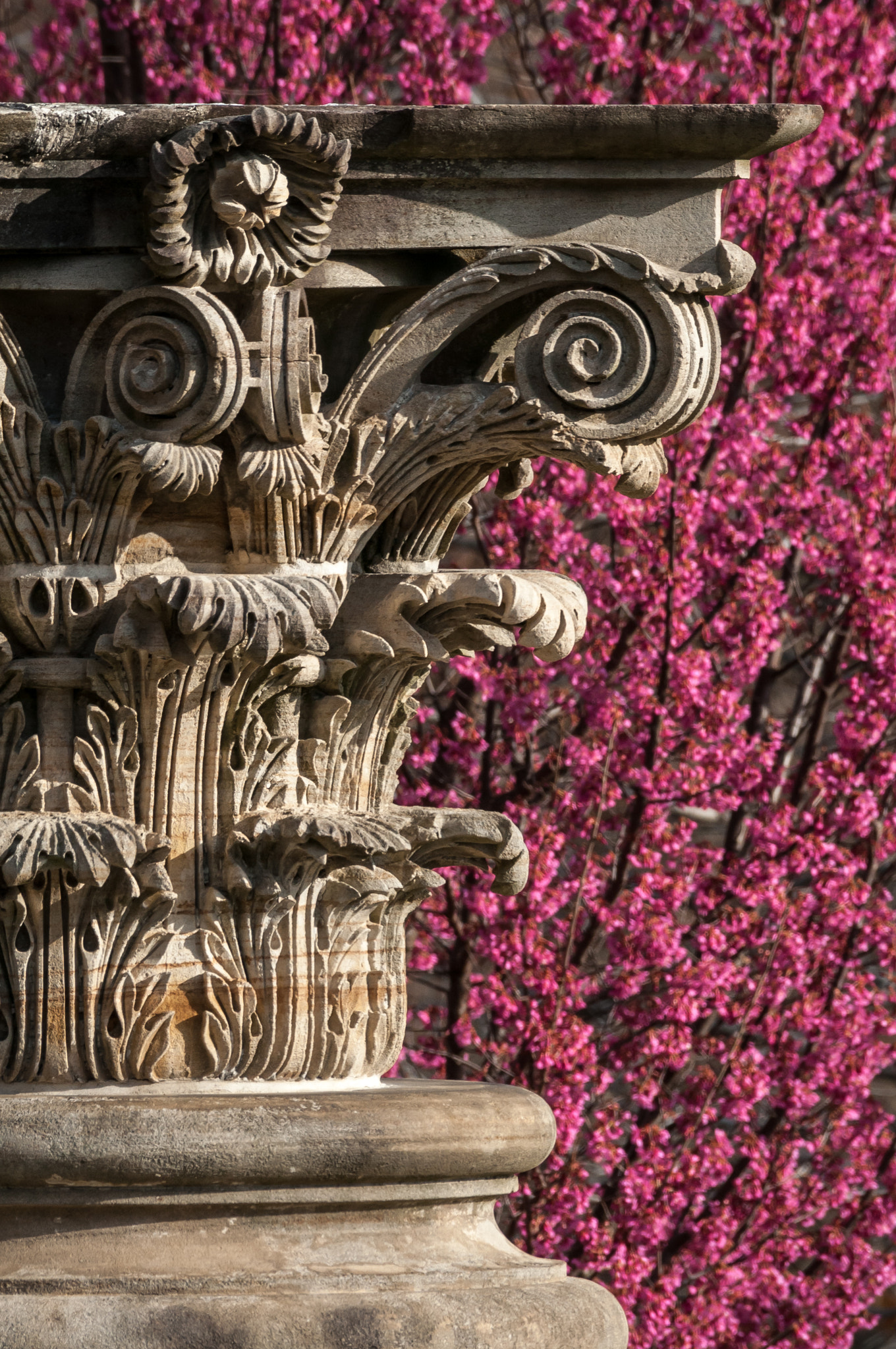 Nikon AF-S Nikkor 200-500mm F5.6E ED VR sample photo. Capitol capital photography