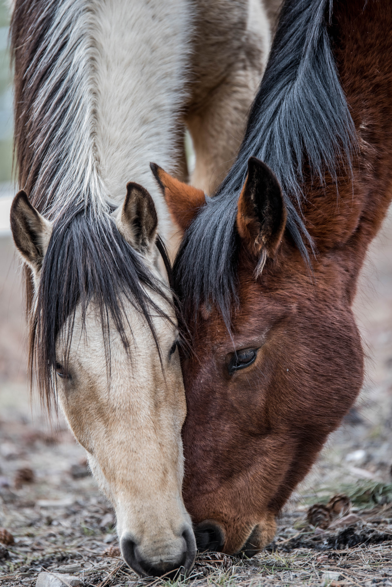 Nikon D810 + Tamron SP 70-200mm F2.8 Di VC USD sample photo. Wild horses photography