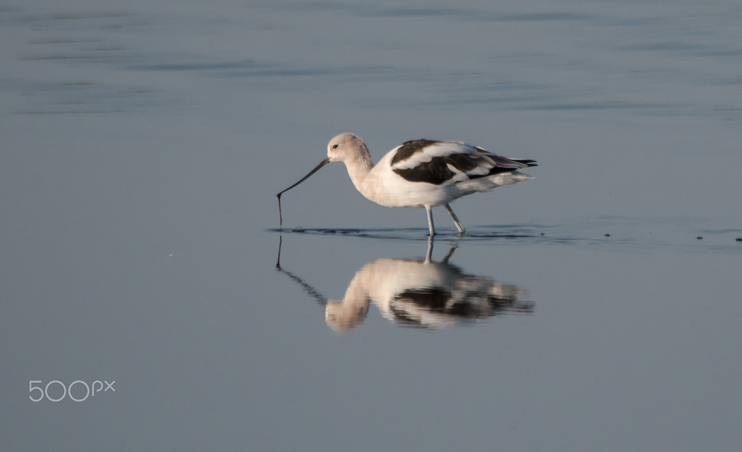 Nikon D500 + Sigma 150-500mm F5-6.3 DG OS HSM sample photo. Avocet reflection photography