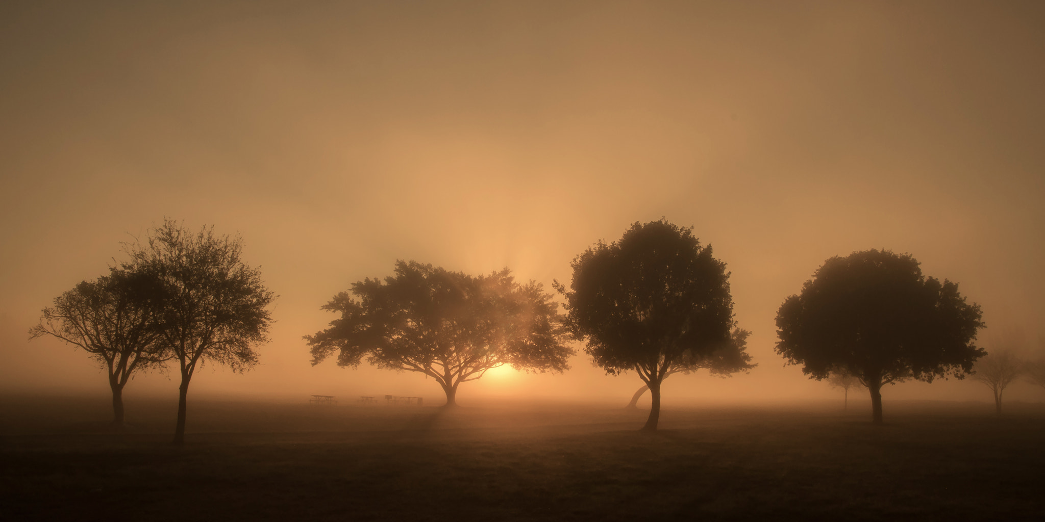 Nikon D810 sample photo. 4 trees for a sunrise photography
