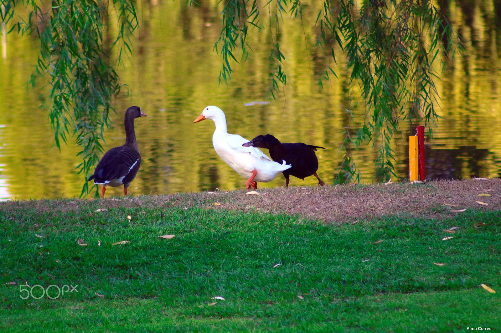 Canon EF 75-300mm f/4-5.6 USM sample photo. Out of here !!! photography