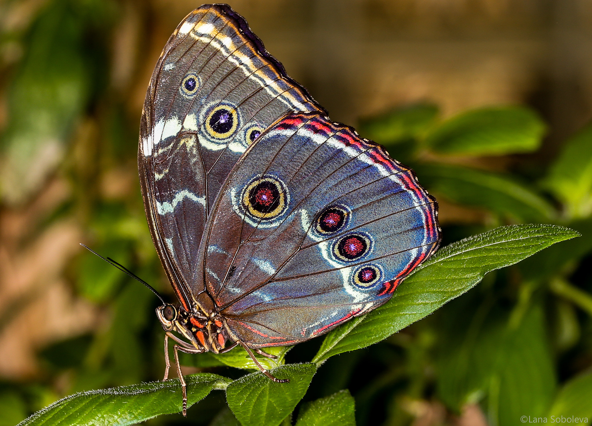 Canon EF 100mm F2.8L Macro IS USM sample photo. Luminous butterfly photography
