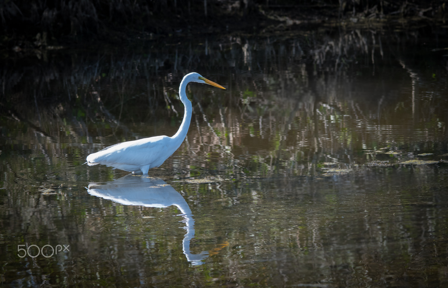 Nikon D500 + Sigma 150-500mm F5-6.3 DG OS HSM sample photo. Great reflection photography