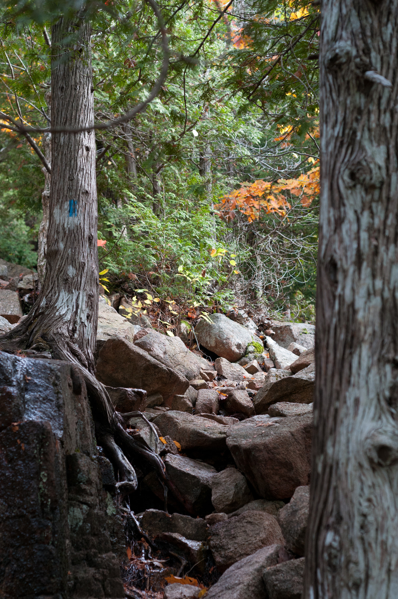 Nikon D300S + Nikon AF Nikkor 50mm F1.8D sample photo. A natural path photography
