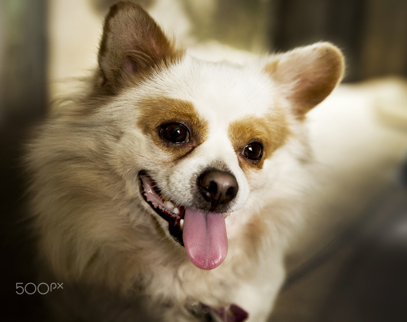 Canon EF 24-70mm F2.8L II USM sample photo. Dog photography