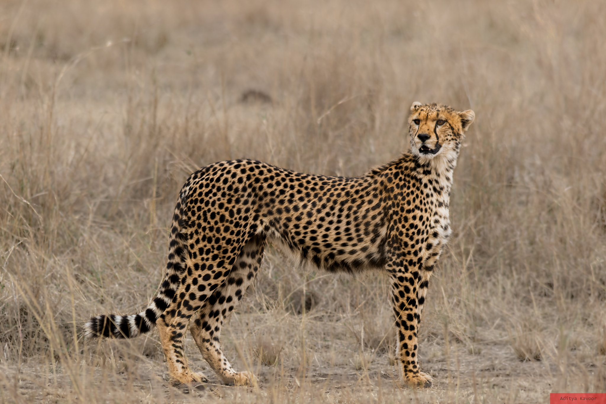 Sigma 150-500mm F5-6.3 DG OS HSM sample photo. Cheetah photography