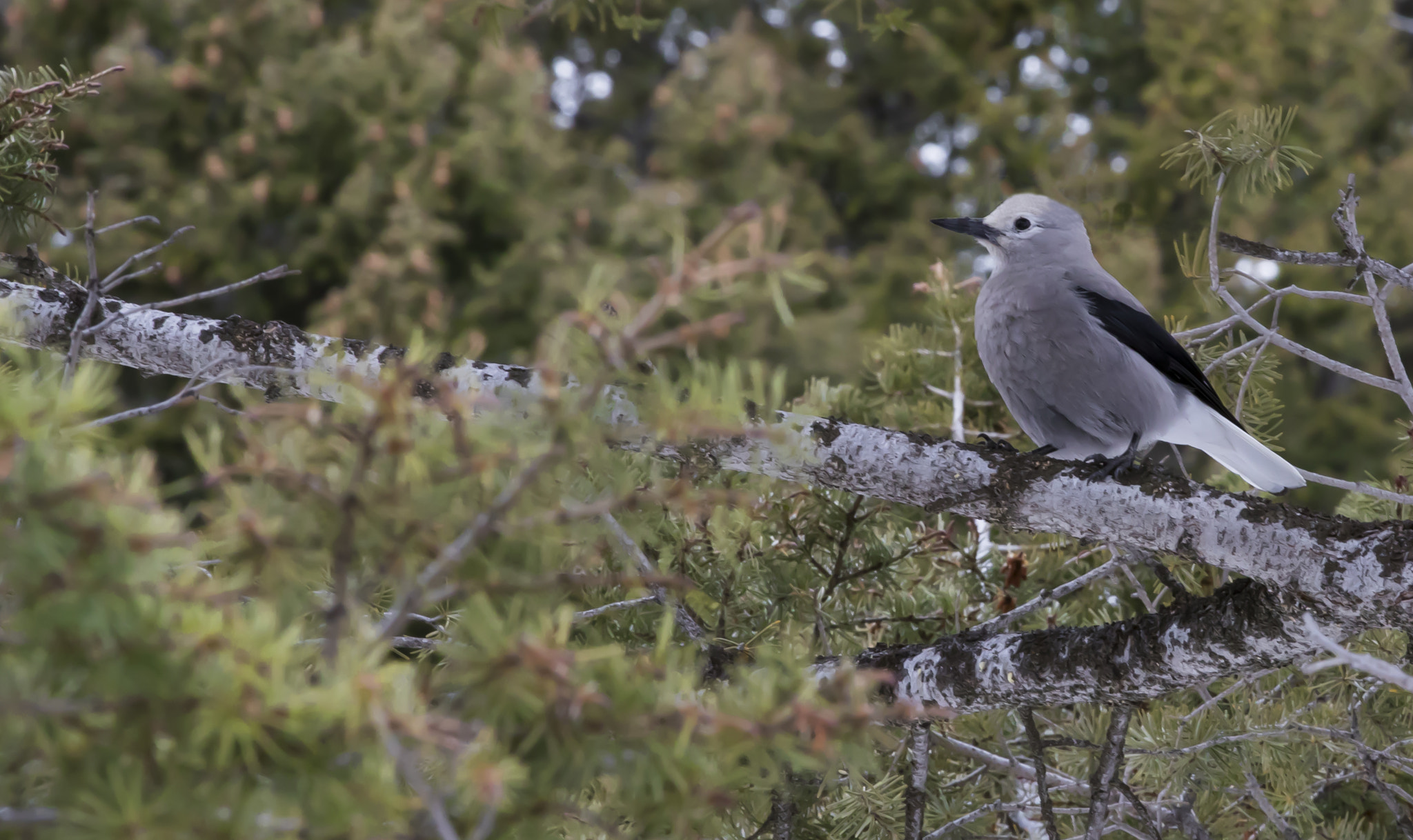 Canon EOS-1D X Mark II sample photo. Clark's nutcracker photography