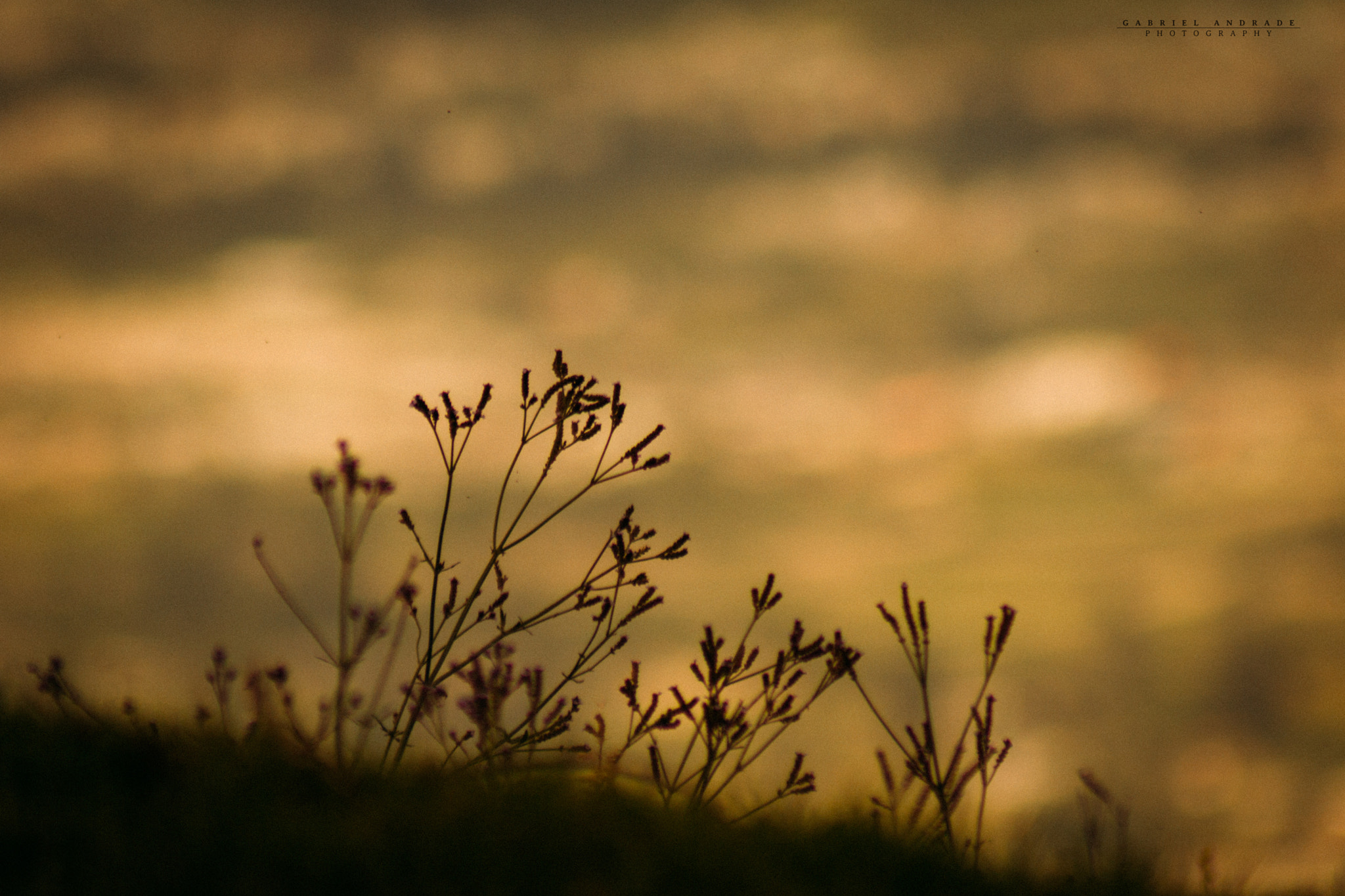 Canon EOS 600D (Rebel EOS T3i / EOS Kiss X5) sample photo. ©gabriel andrade photography