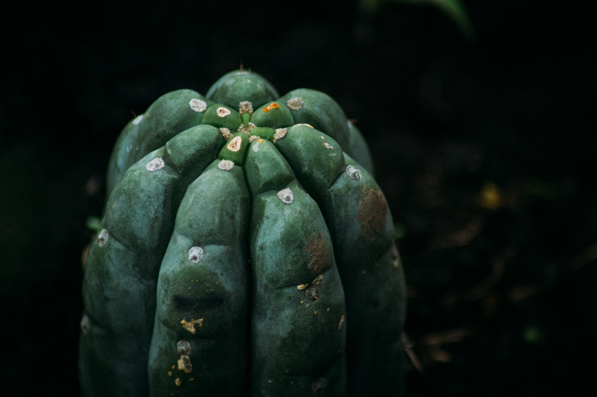 Canon EOS 600D (Rebel EOS T3i / EOS Kiss X5) sample photo. ©gabriel andrade photography