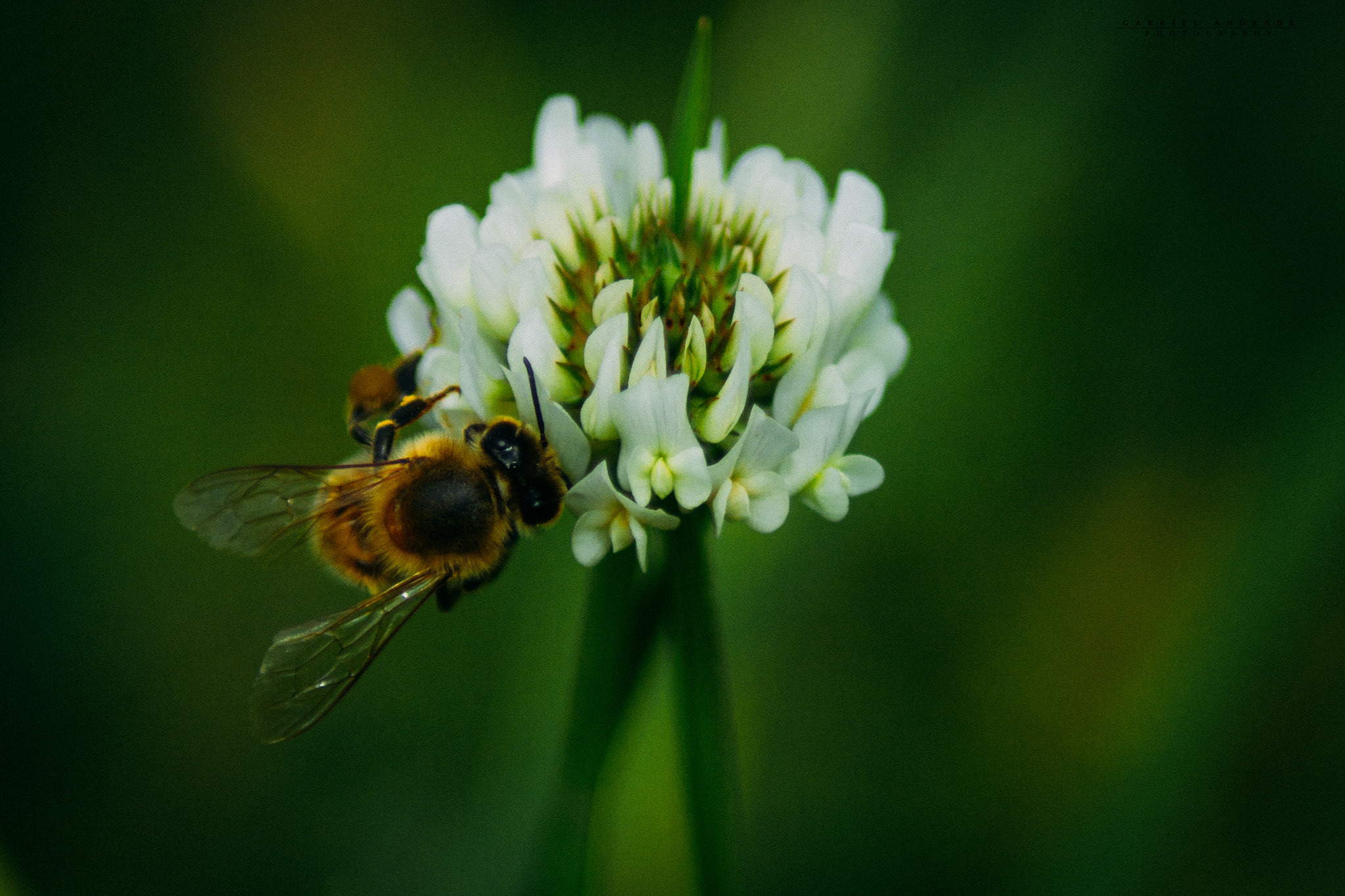 Canon EOS 600D (Rebel EOS T3i / EOS Kiss X5) sample photo. ©gabriel andrade photography
