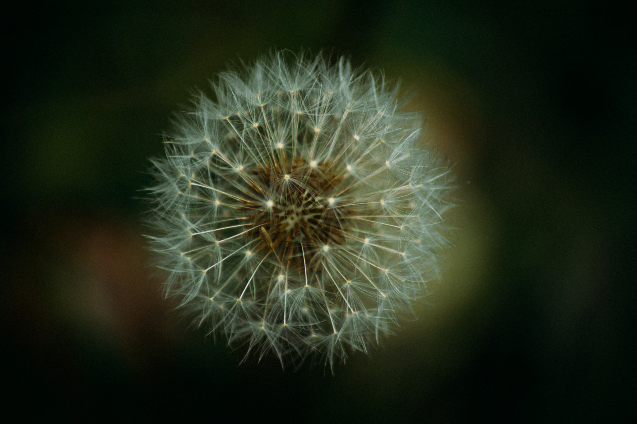 Canon EOS 600D (Rebel EOS T3i / EOS Kiss X5) sample photo. ©gabriel andrade photography
