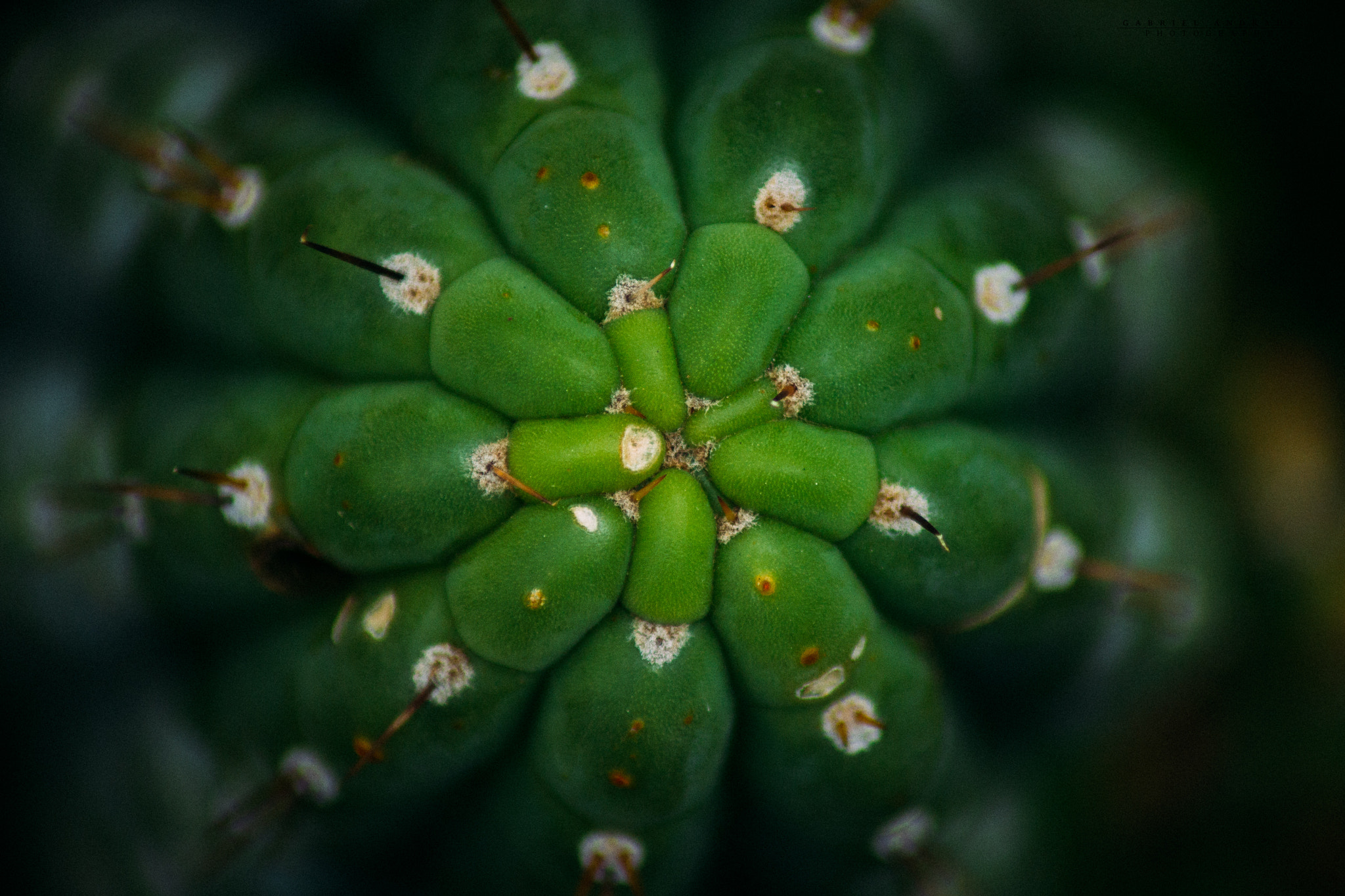 Canon EOS 600D (Rebel EOS T3i / EOS Kiss X5) sample photo. ©gabriel andrade photography