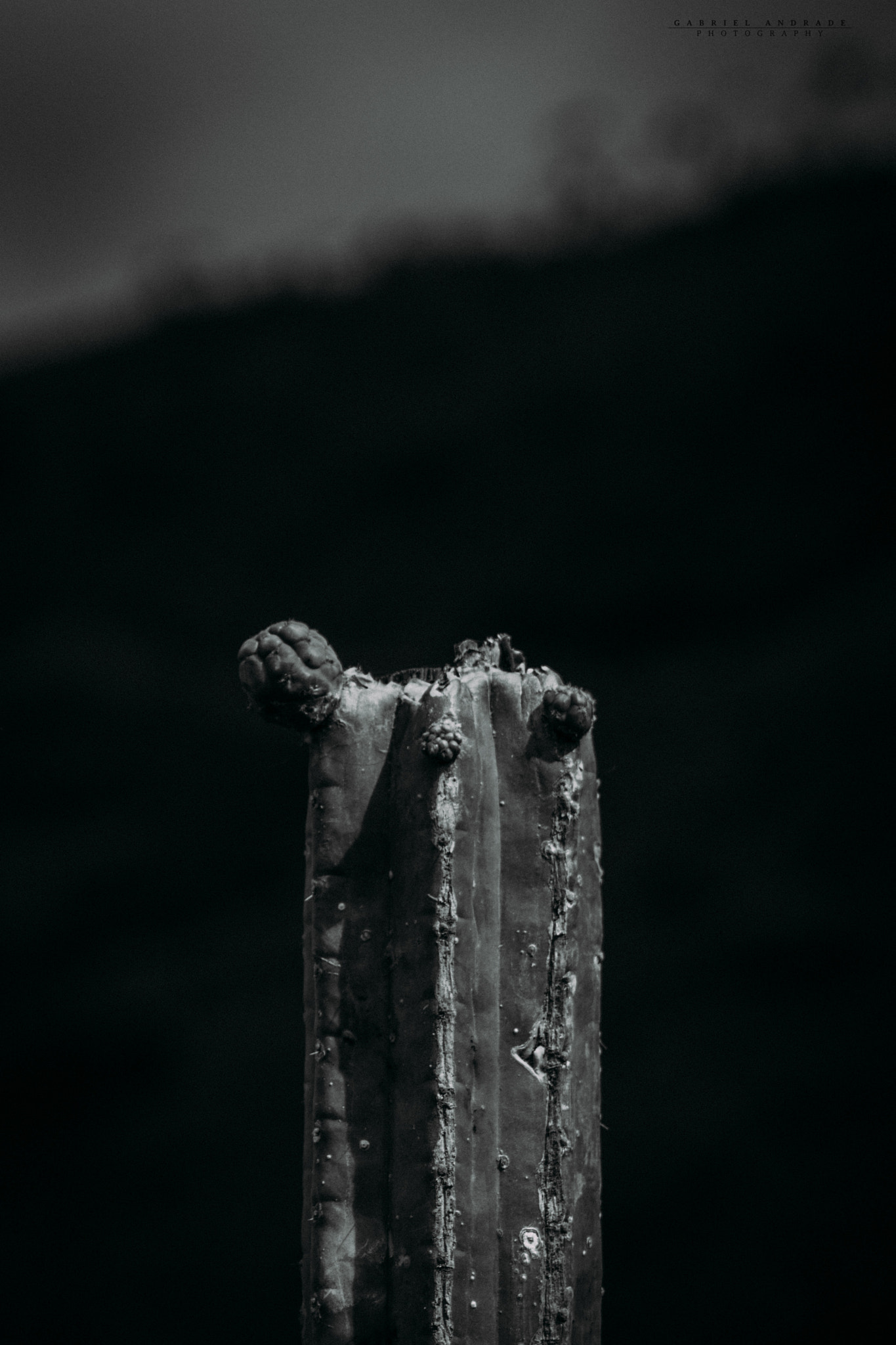 Canon EOS 600D (Rebel EOS T3i / EOS Kiss X5) sample photo. ©gabriel andrade photography