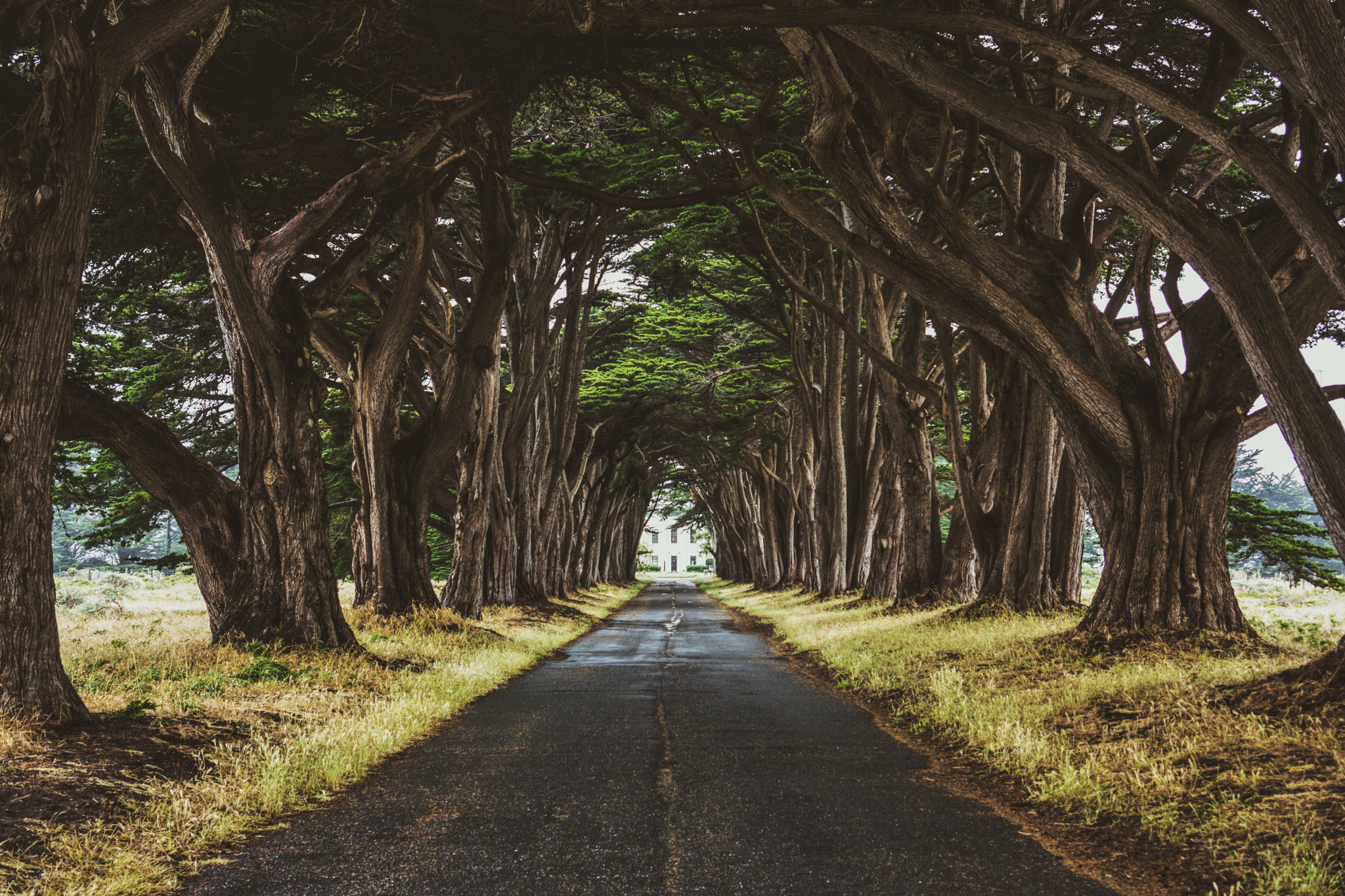 Sony Alpha NEX-7 sample photo. Nature tunnel photography