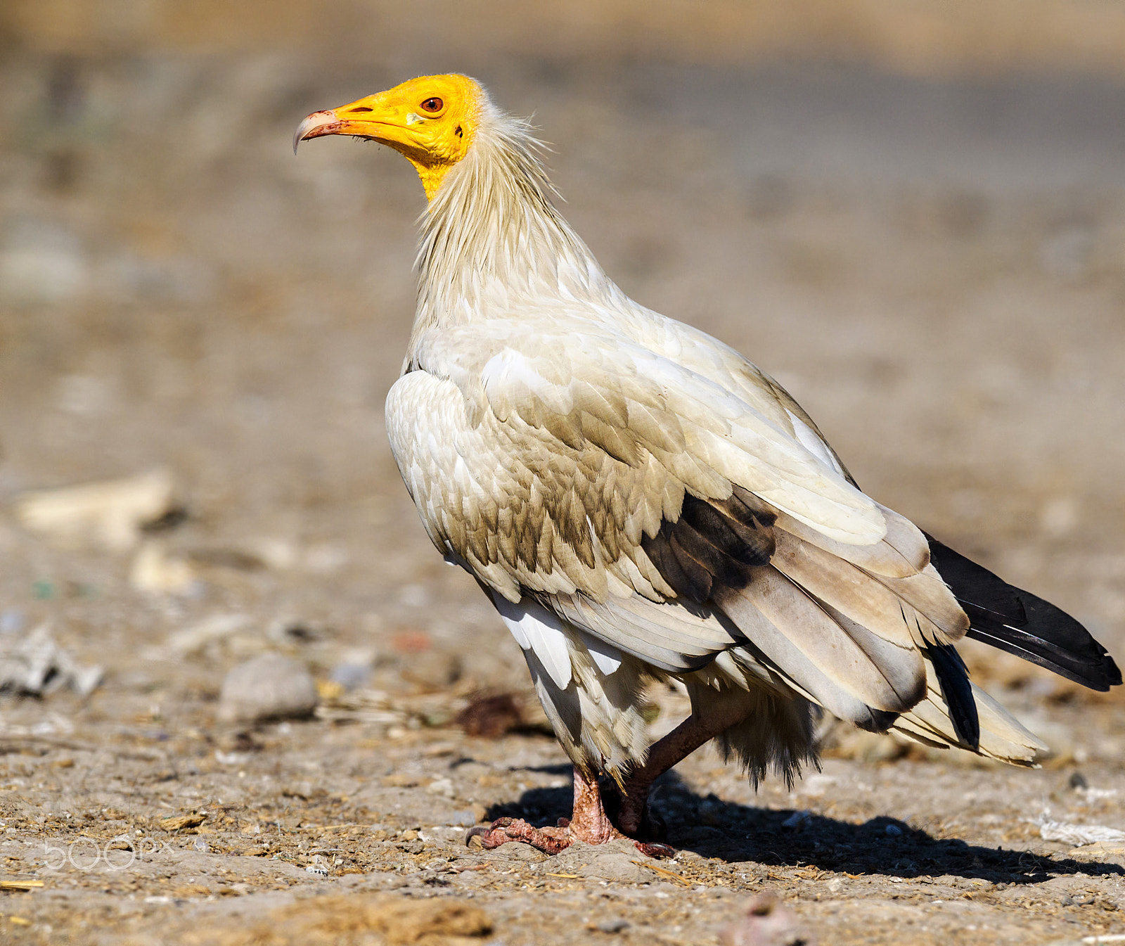 Nikon AF-S Nikkor 600mm F4E FL ED VR sample photo. Egyptian vulture photography