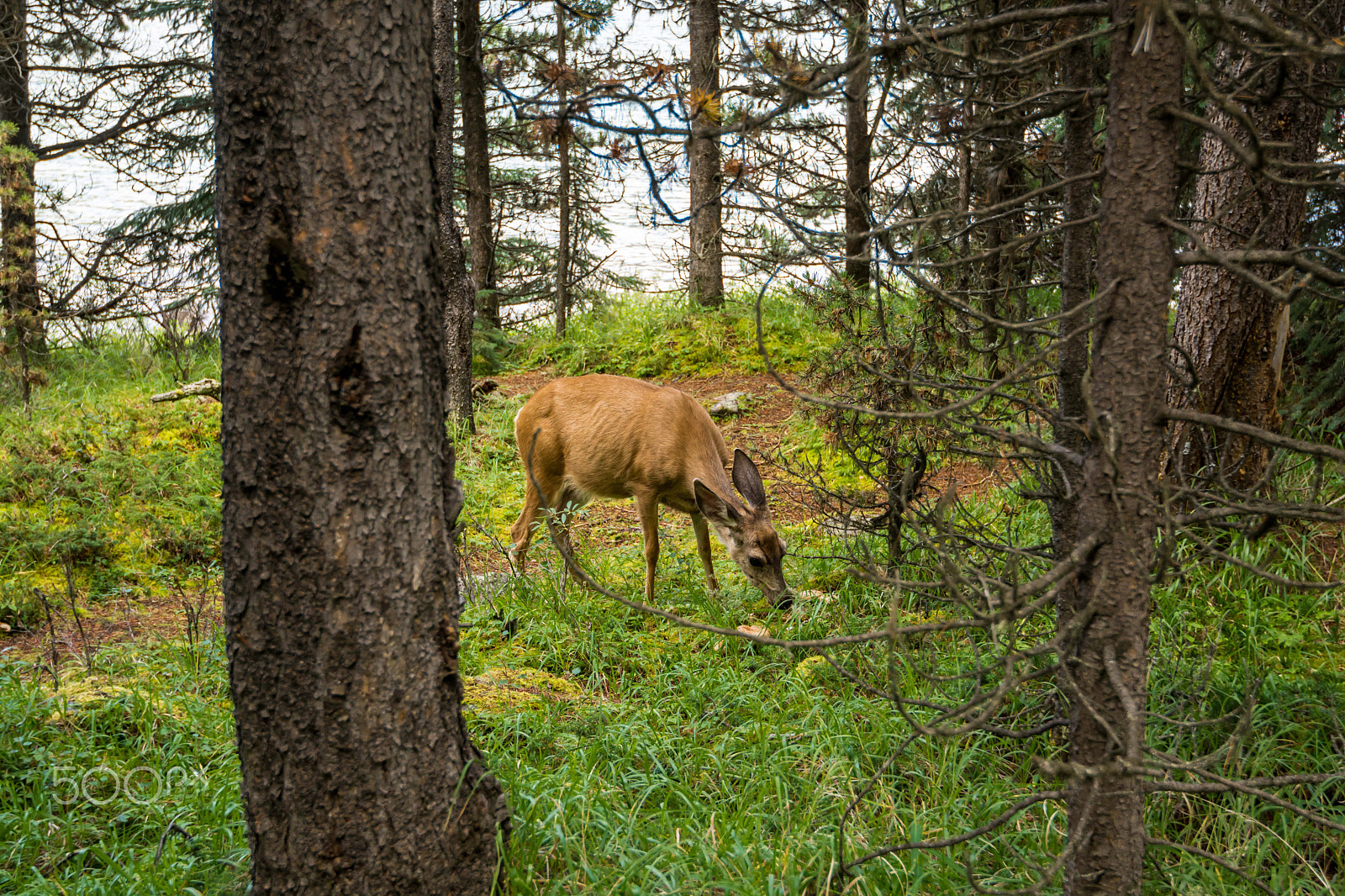 Nikon AF-S Nikkor 16-35mm F4G ED VR sample photo. Resting deer. deer eat a grass photography