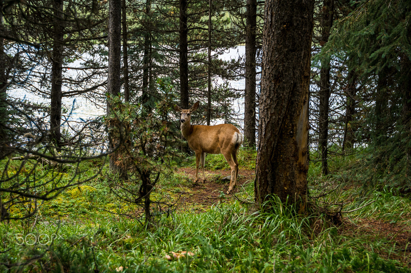 Nikon AF-S Nikkor 16-35mm F4G ED VR sample photo. Resting deer. deer eat a grass photography