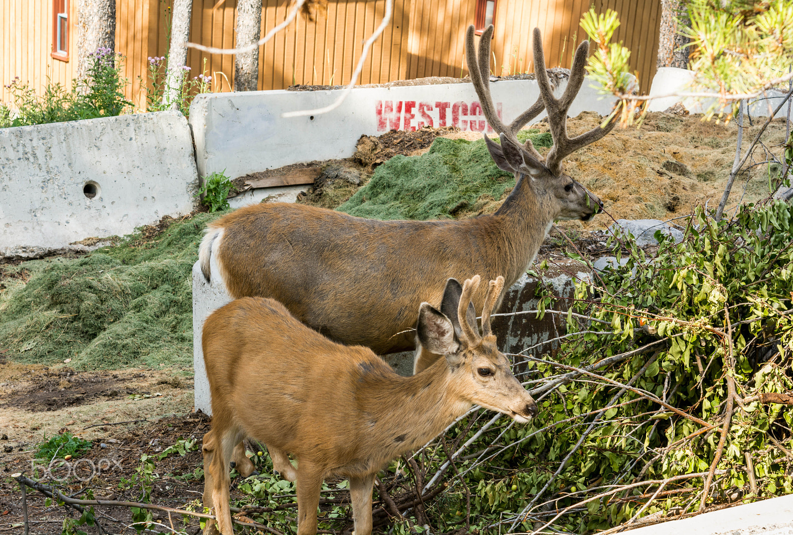 Nikon AF-S Nikkor 24-120mm F4G ED VR sample photo. Resting deer. deer eat a grass photography