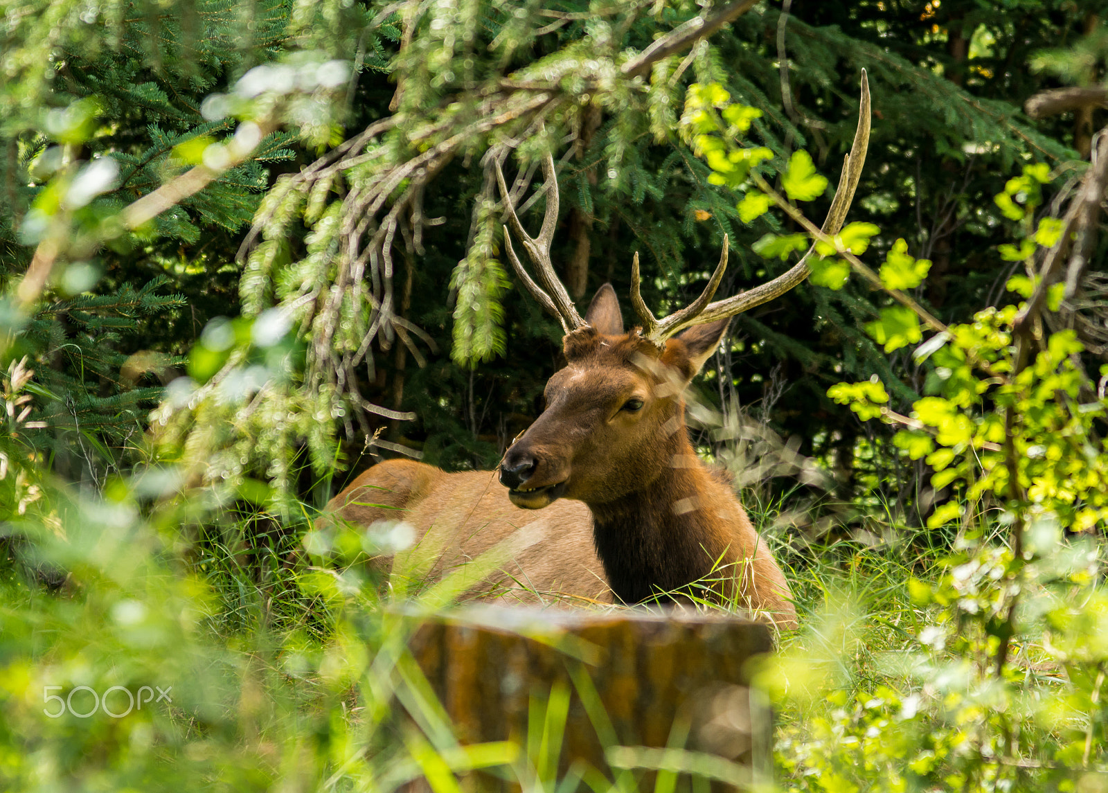 Nikon AF-S Nikkor 24-120mm F4G ED VR sample photo. Resting deer. deer eat a grass photography