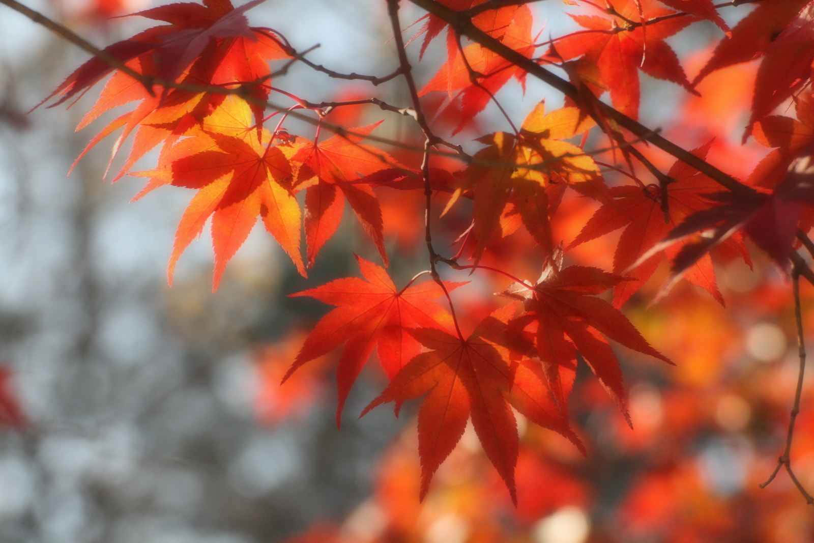 Canon EOS 7D + Tamron SP 70-300mm F4-5.6 Di VC USD sample photo. Autumn leaves photography
