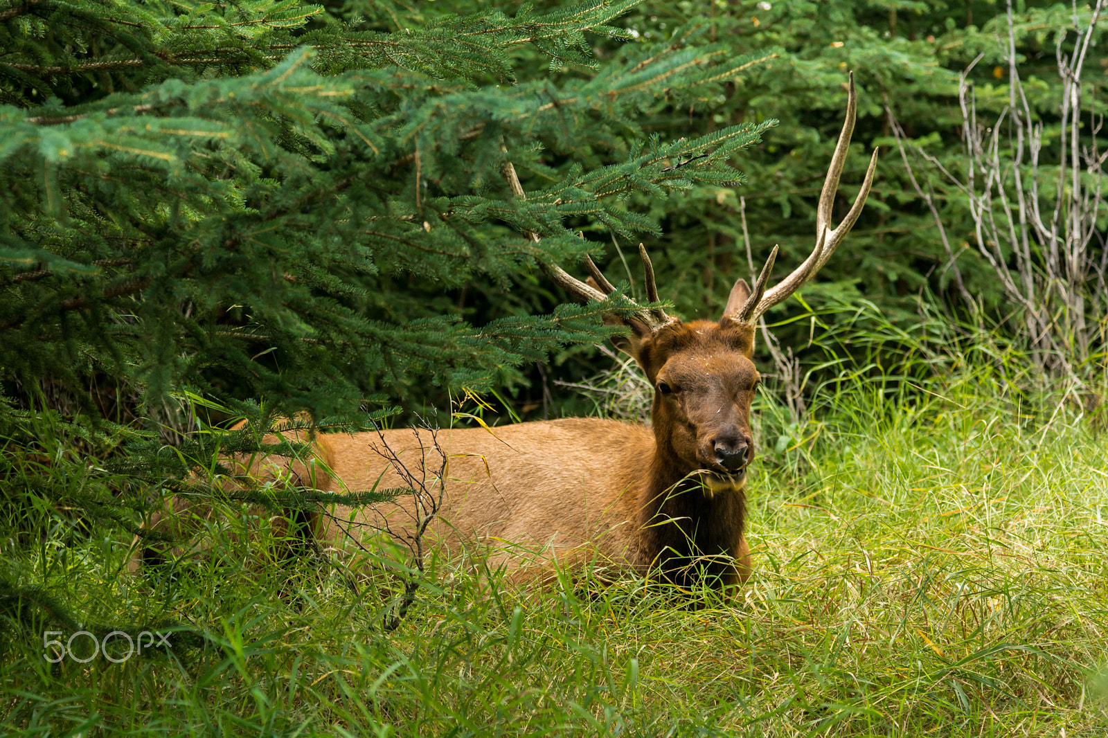 Nikon AF-S Nikkor 24-120mm F4G ED VR sample photo. Resting deer. deer eat a grass photography