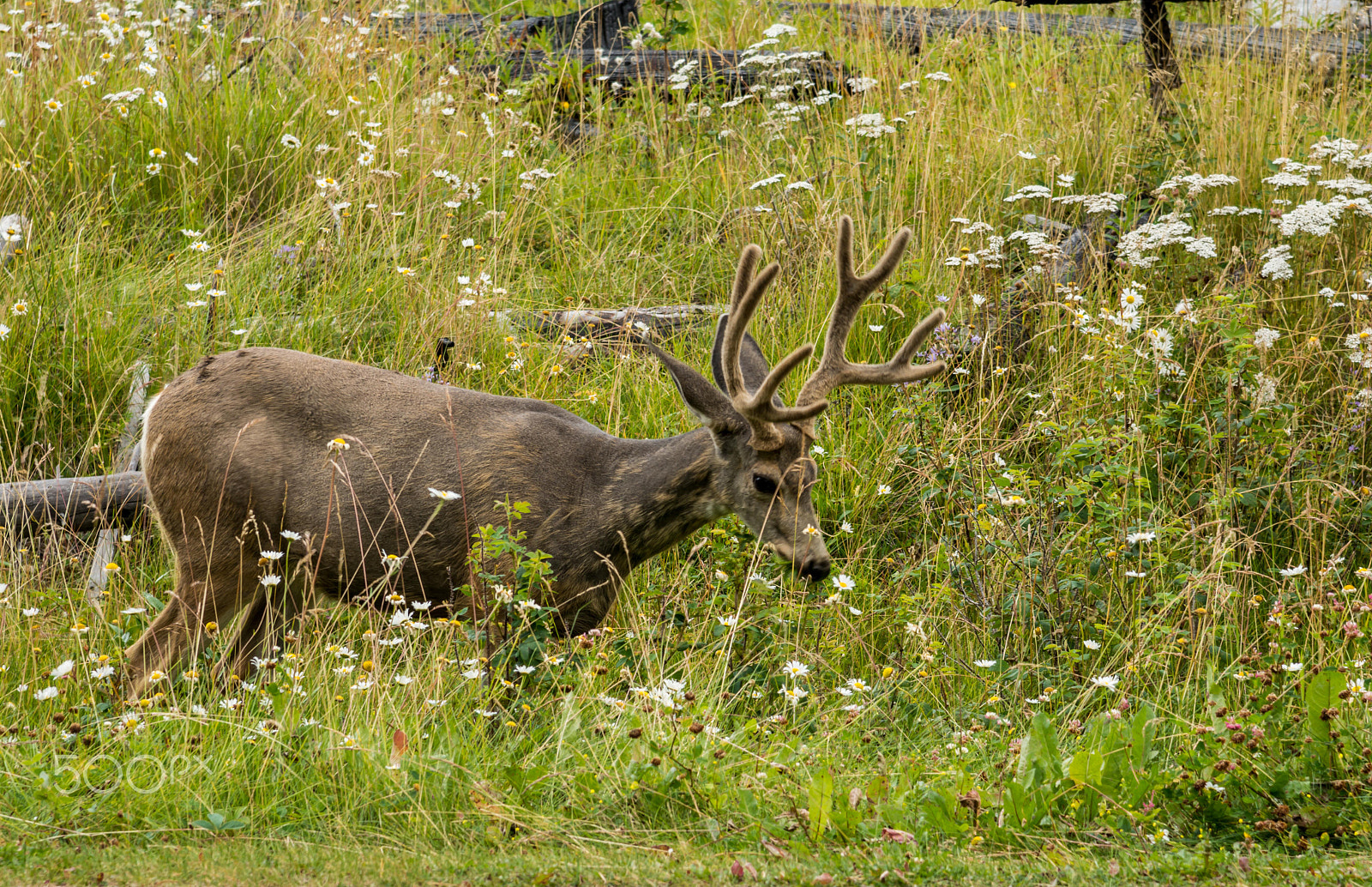 Nikon D7100 + Nikon AF-S Nikkor 24-120mm F4G ED VR sample photo. Resting deer. deer eat a grass photography