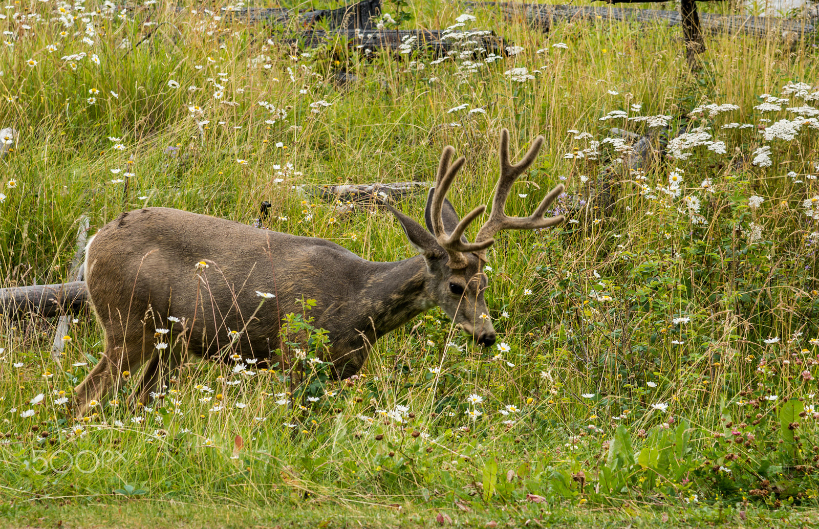 Nikon AF-S Nikkor 24-120mm F4G ED VR sample photo. Resting deer. deer eat a grass photography