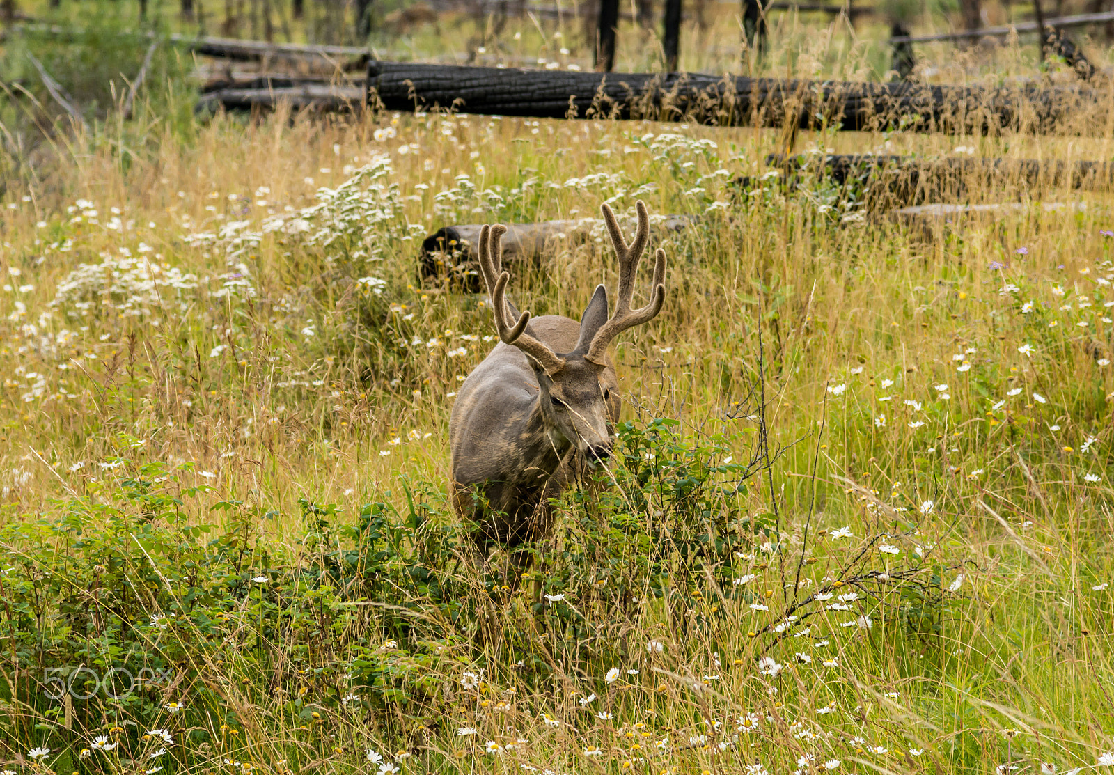 Nikon AF-S Nikkor 24-120mm F4G ED VR sample photo. Resting deer. deer eat a grass photography