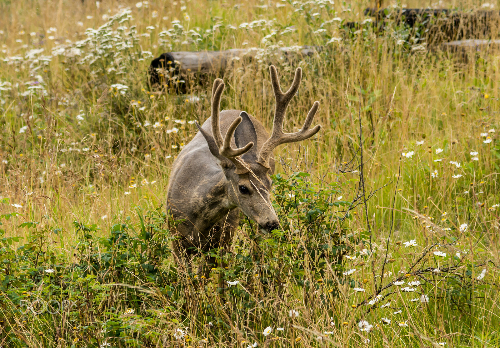Nikon AF-S Nikkor 24-120mm F4G ED VR sample photo. Resting deer. deer eat a grass photography
