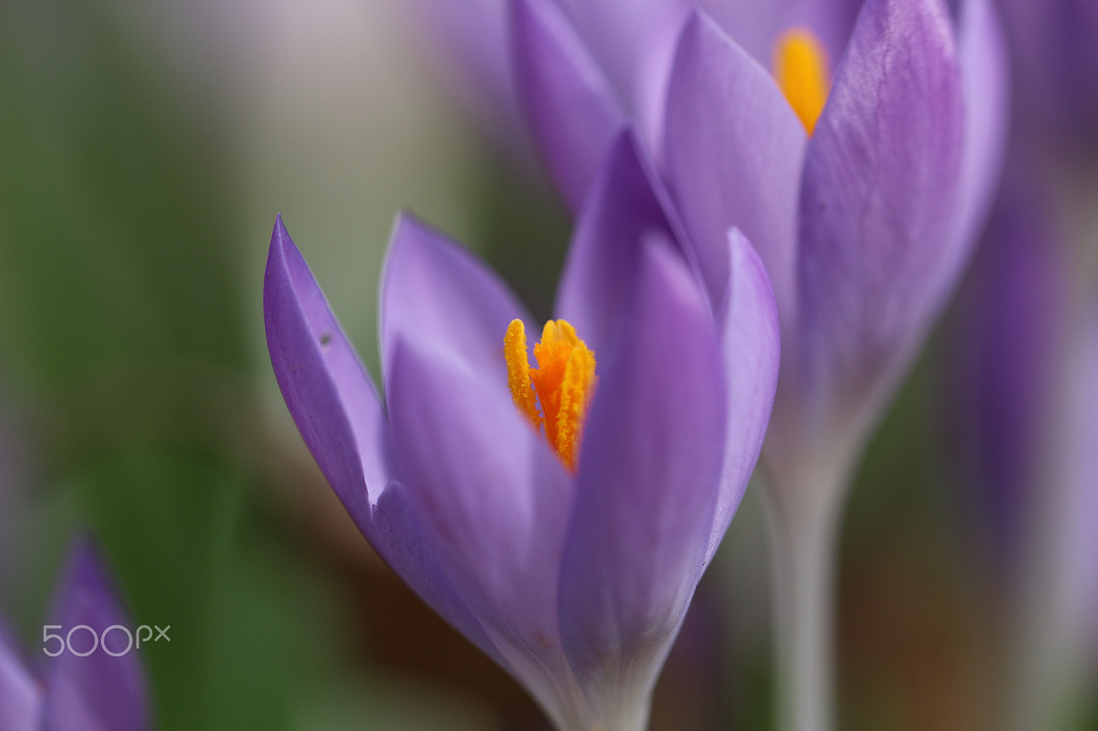 Canon EF 100mm F2.8L Macro IS USM sample photo. Spring is coming photography