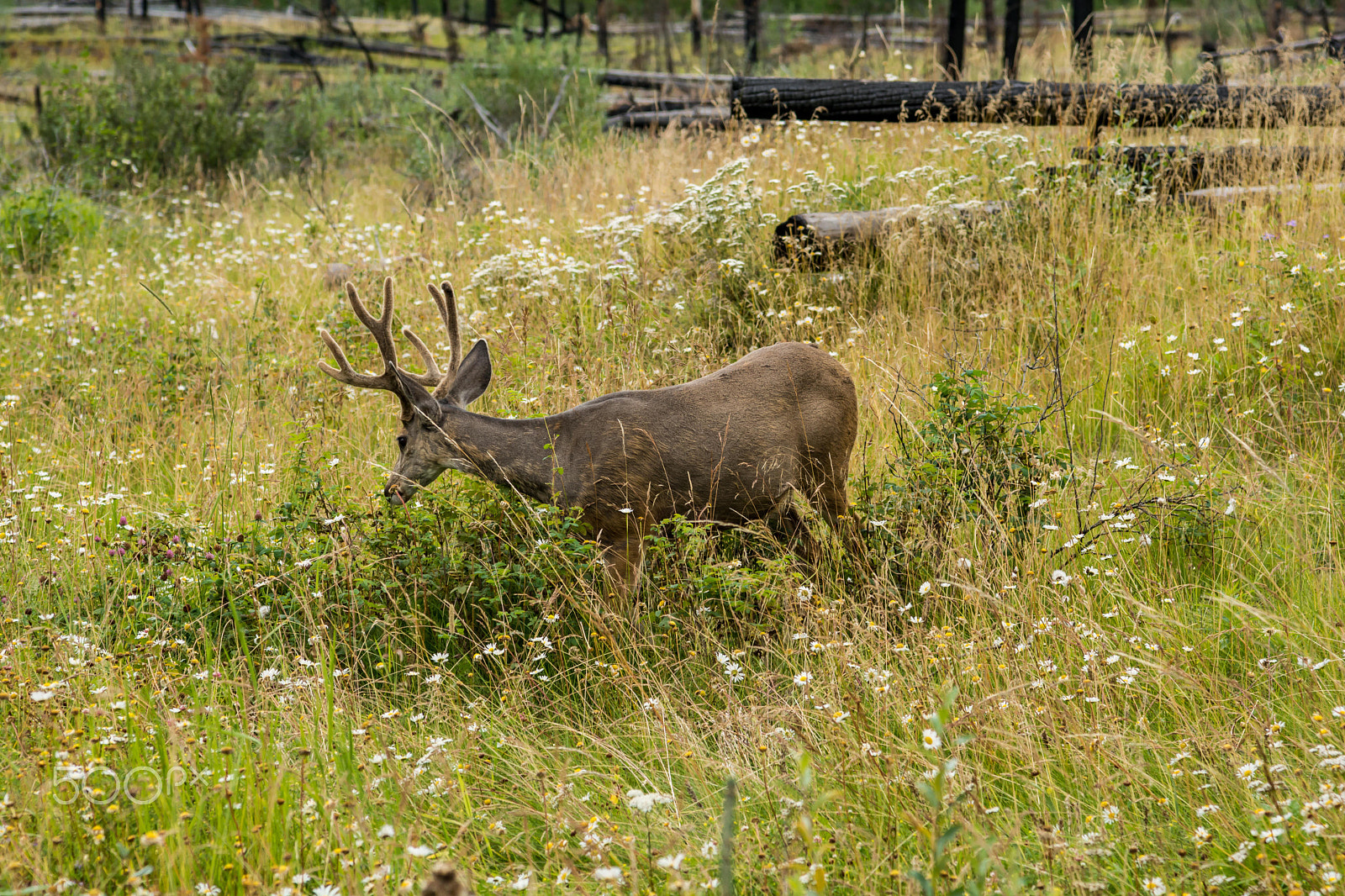 Nikon AF-S Nikkor 24-120mm F4G ED VR sample photo. Resting deer. deer eat a grass photography